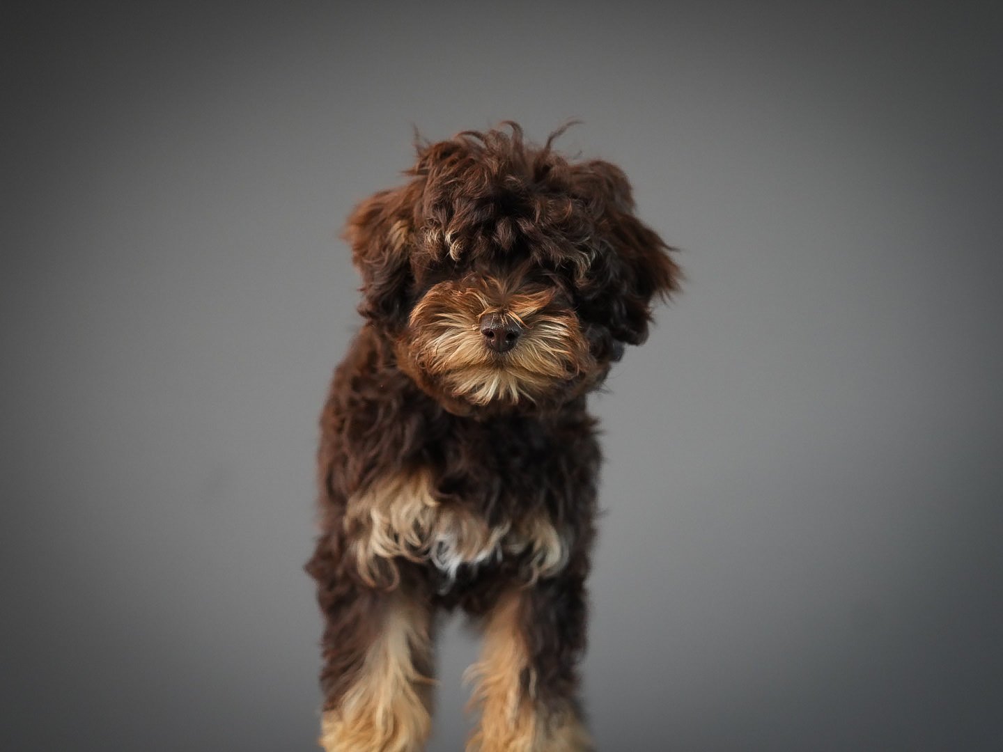  One of our Chocolate Phantom Toy Schnoodle Females.  She’s 5 lbs and incredible!    First generation. More puppies coming in the next couple weeks. 