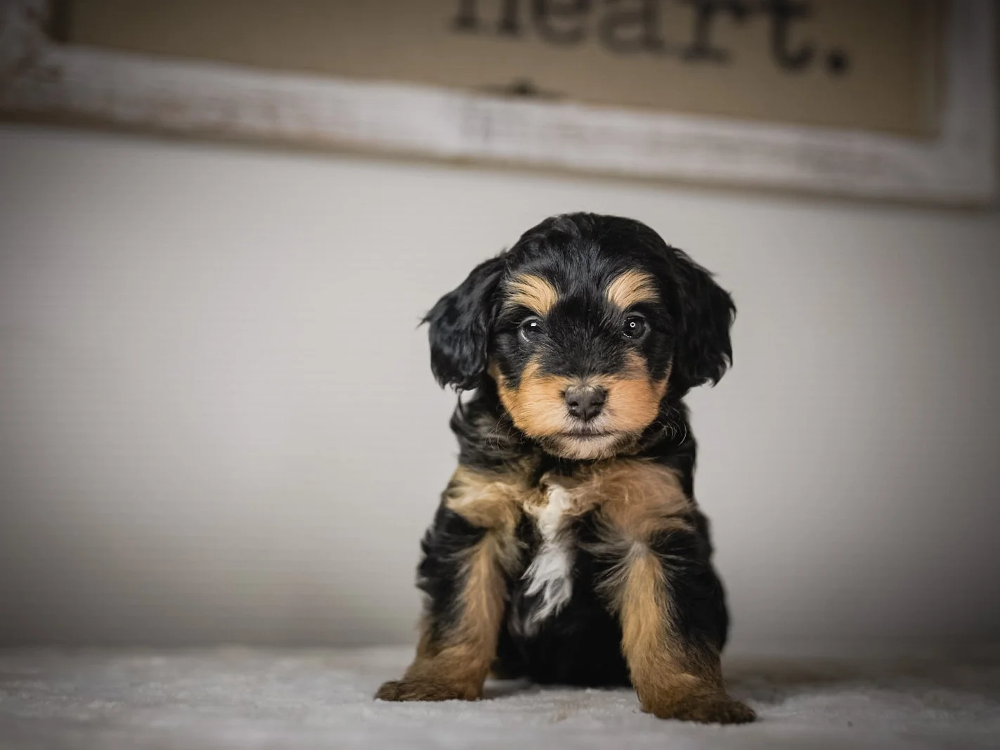 A newborn black and white puppy lying on a soft surface with a gray background.