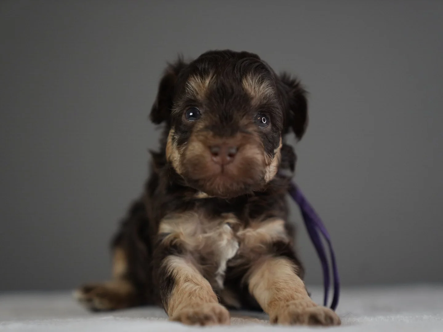 Close-up of a adorable black and tan puppy sitting on a light surface against a plain gray background.