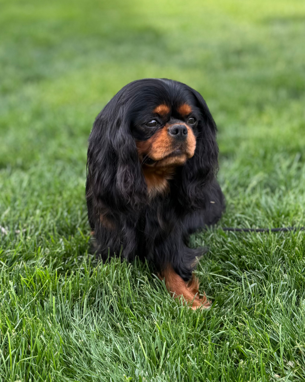 A black and brown Cavalier King Charles Spaniel sitting on lush green grass with a blurred background.