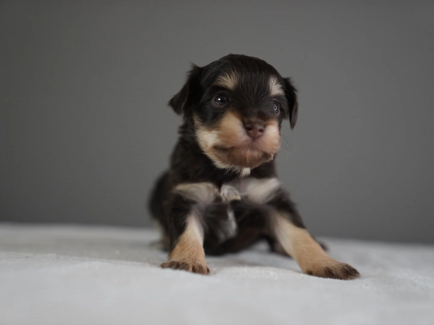 A small black and tan puppy sitting on a white surface against a gray background.