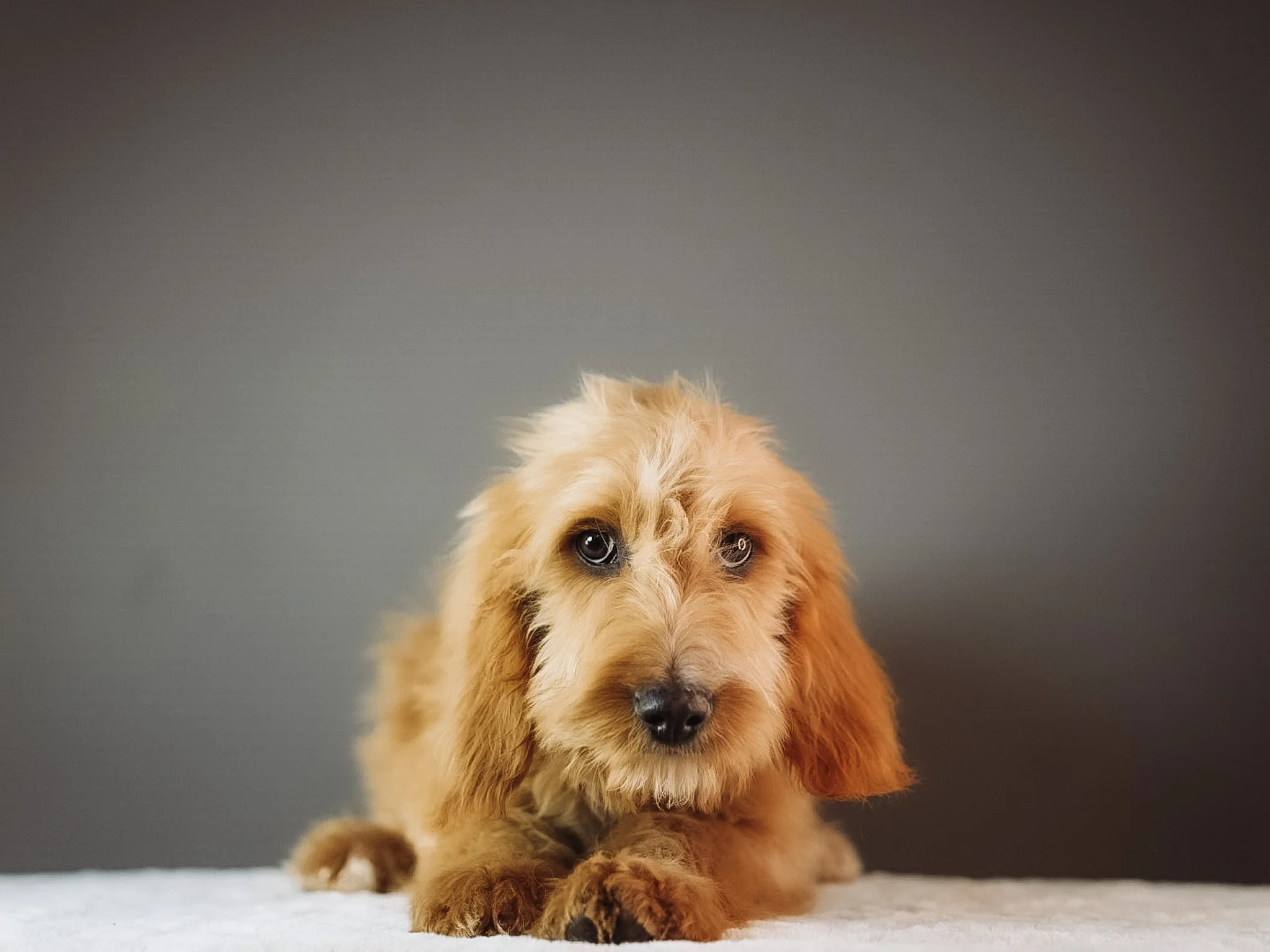 Adorable light brown puppy with long floppy ears and expressive blue eyes lying down on a soft surface against a neutral gray background.