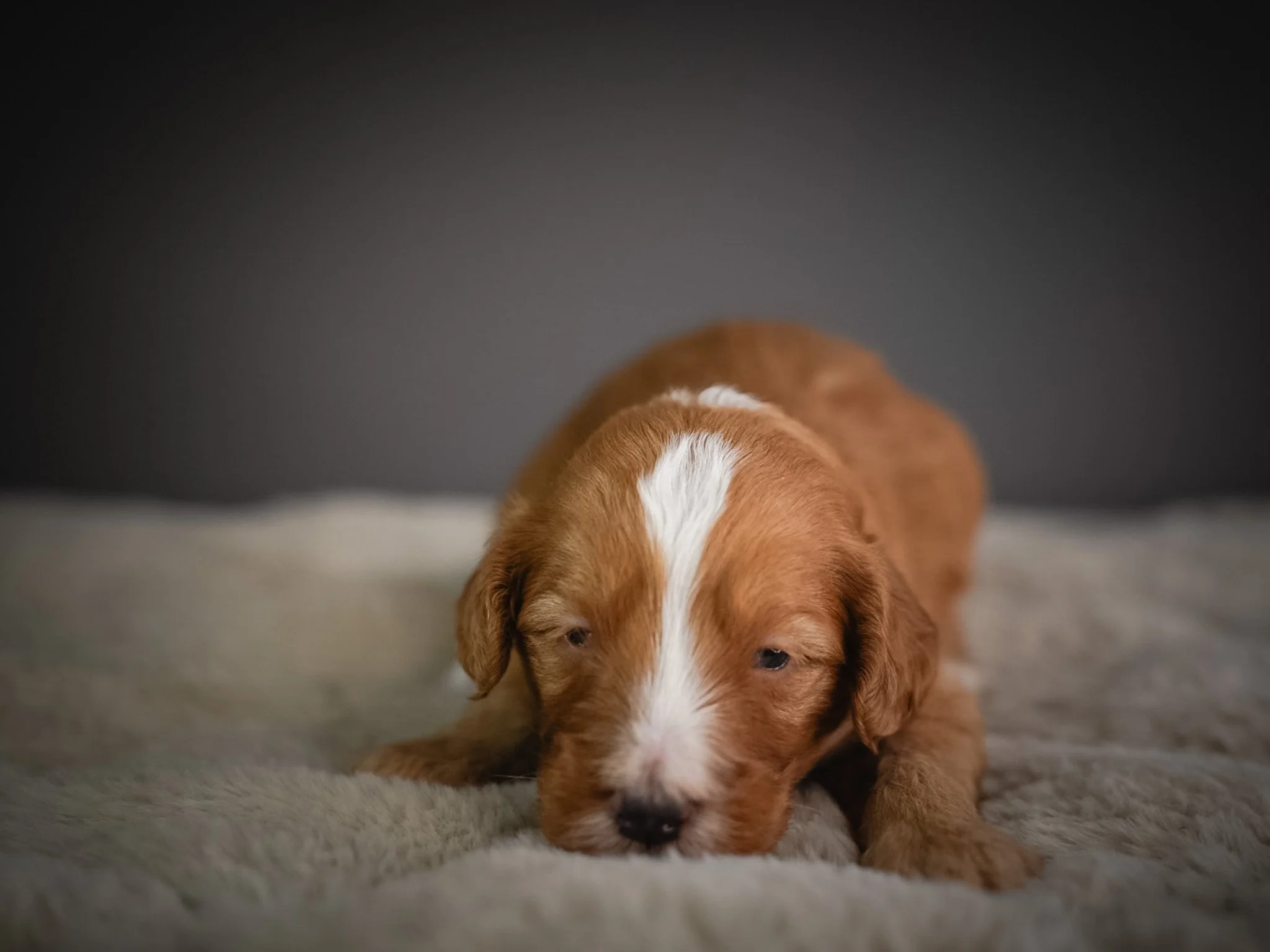 A brown and white puppy lying on a soft, light-colored blanket with a dark background.