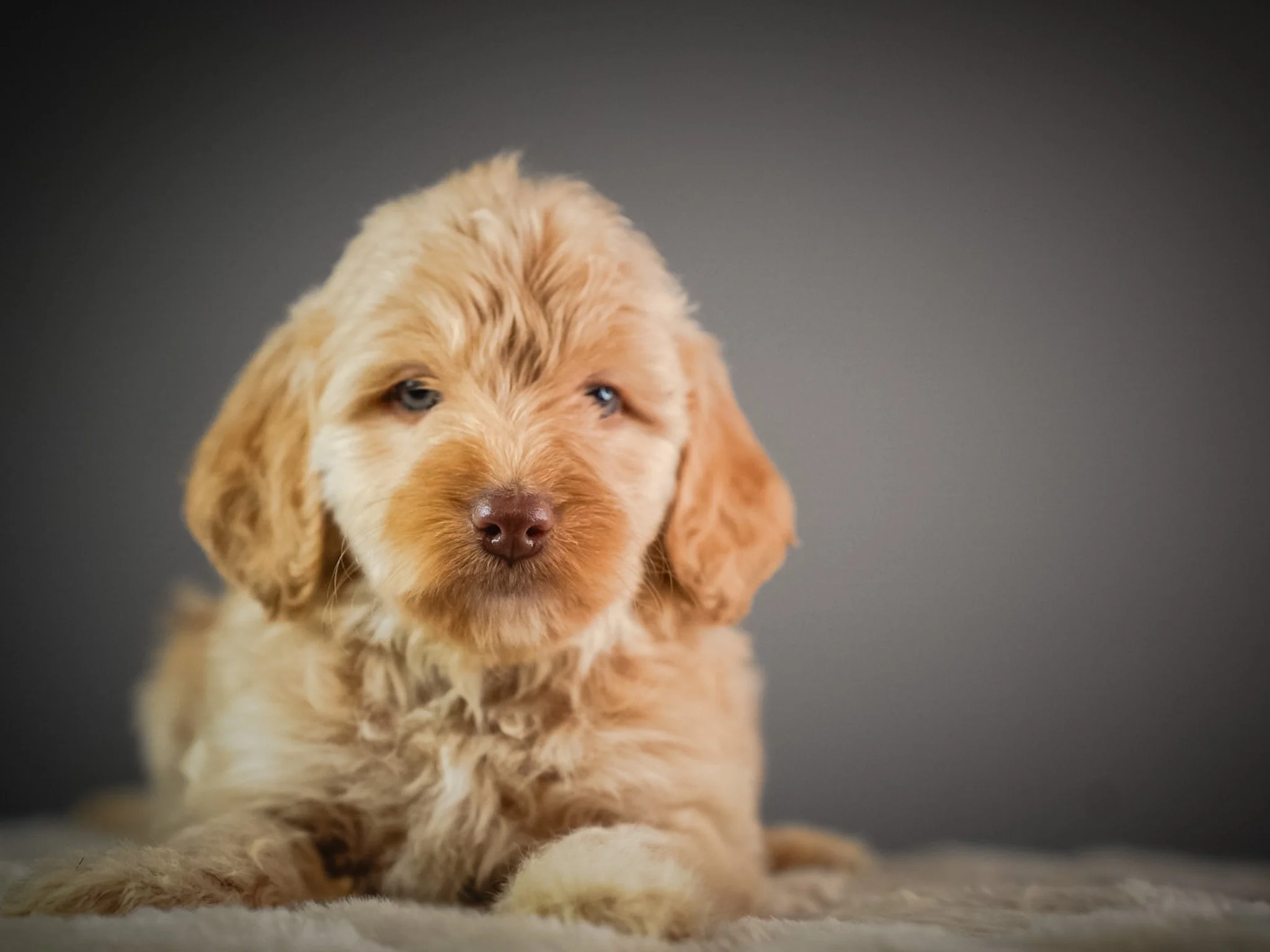 A close-up of a golden retriever puppy lying on a blanket against a dark background.