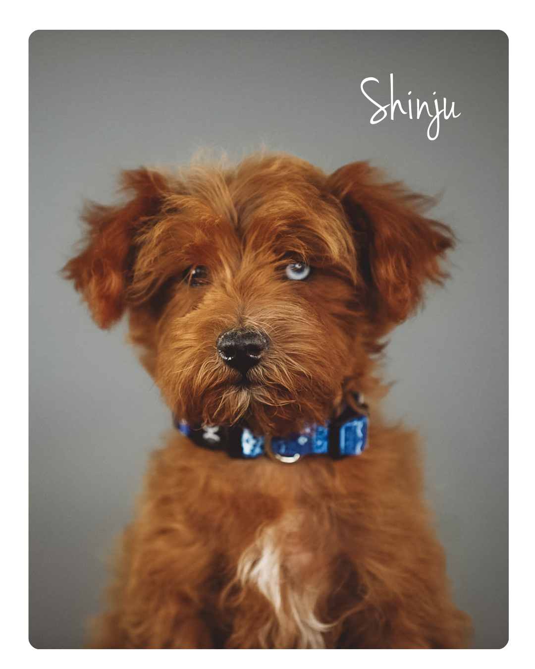 F1 intense red schnoodle male