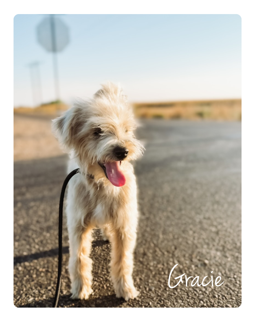 F1 Cream Toy Schnoodle Female