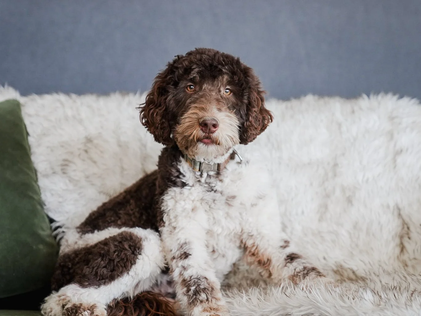 brown tricolor bernedoodle boise idaho