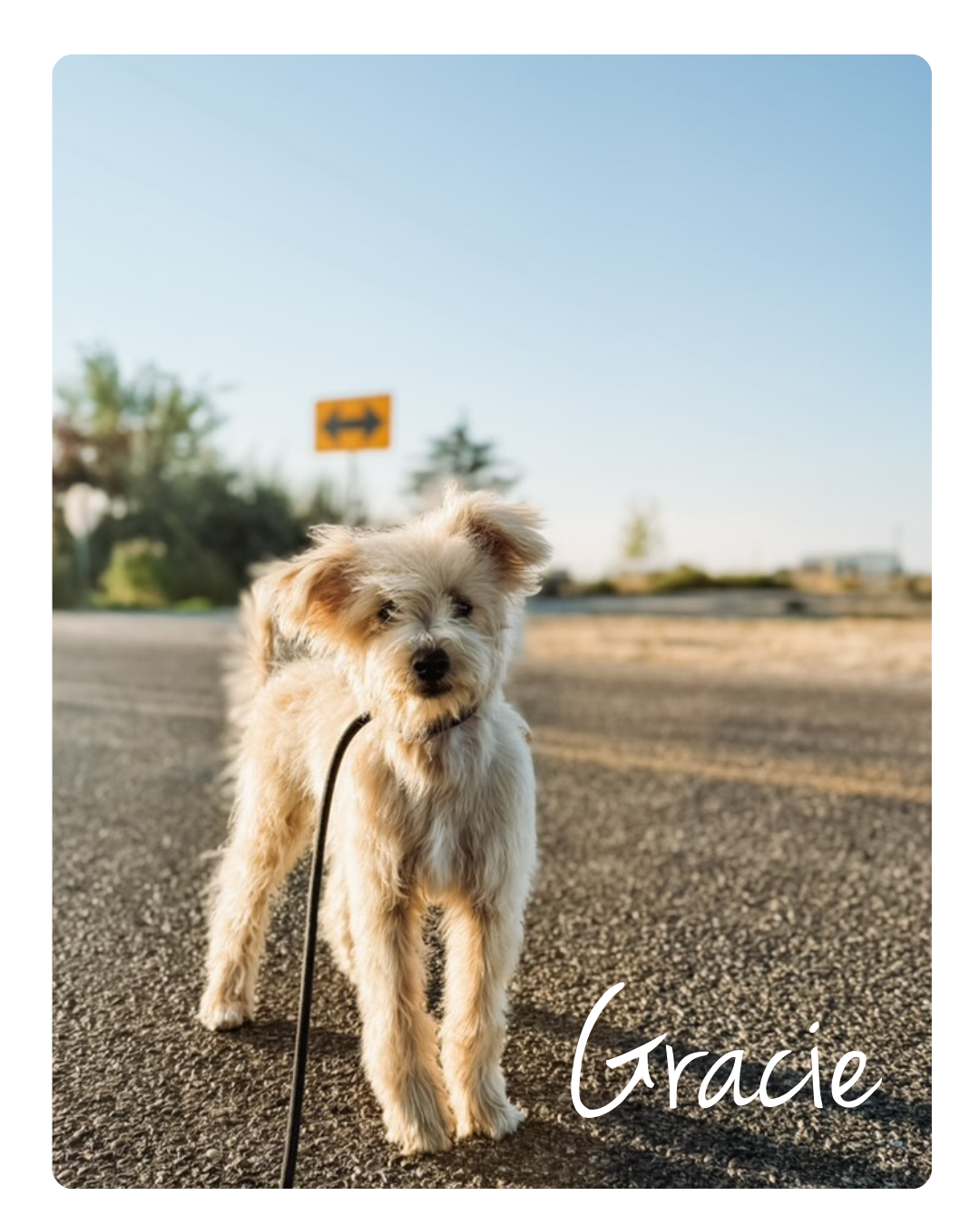 F1 Cream Toy Schnoodle Female