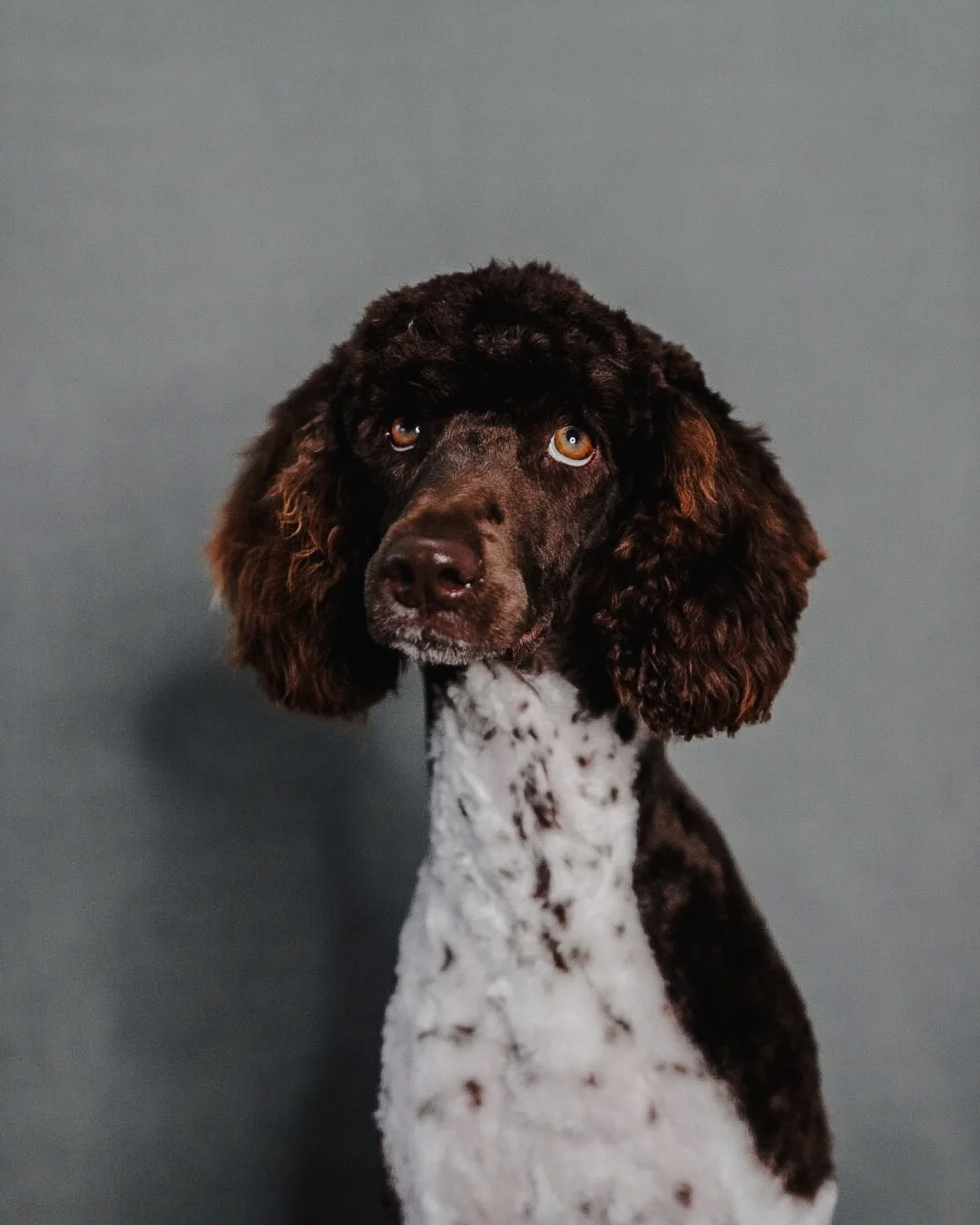 A brown and white mixed breed dog with curly ears looking directly at the camera against a plain grey background.