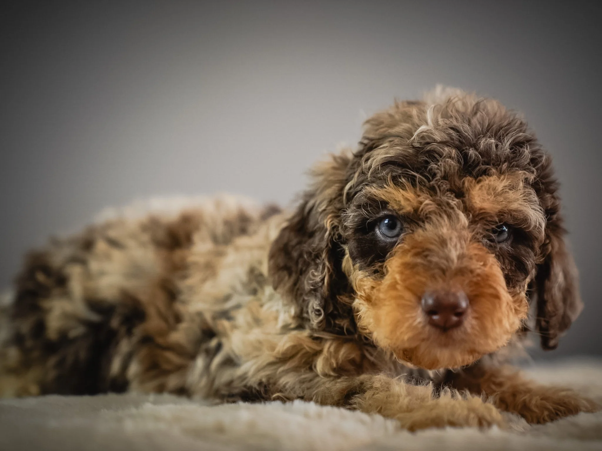 Close-up of a curly-haired brown and black puppy with blue eyes lying on a soft surface, looking at the camera.