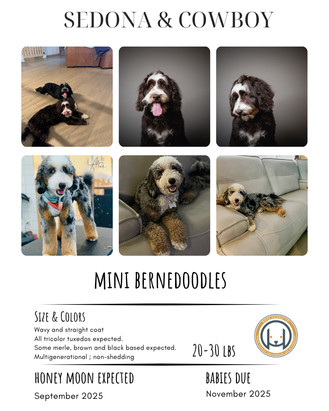 A pet adoption flyer featuring six photos of Mini Bernedoodles, one with two puppies on the floor, and five individual puppy portraits. The flyer includes information about the breed's size, colors, expected weight, and due date for puppies, along wi
