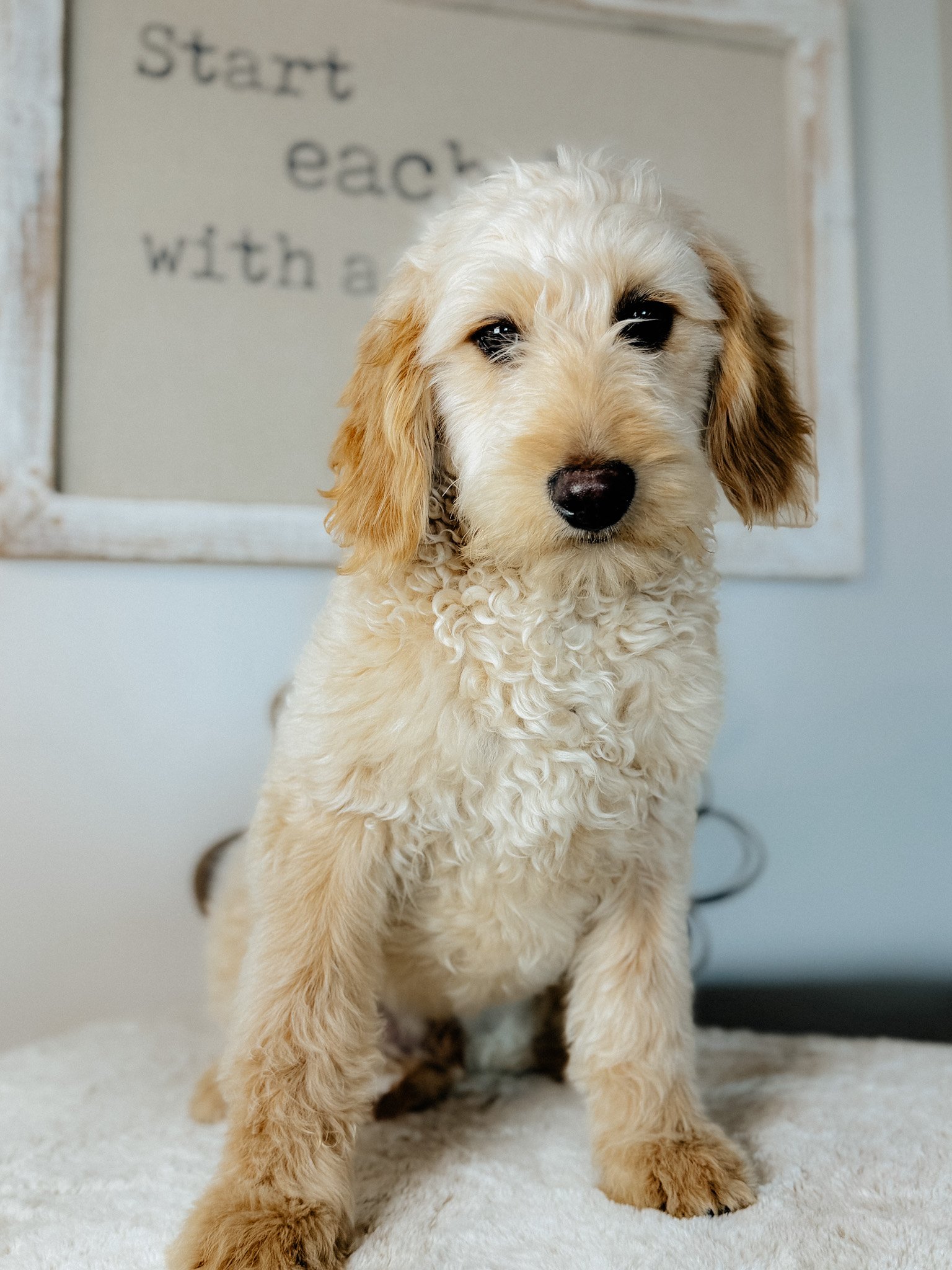 A cute cream-colored puppy with curly fur sitting on a fluffy white surface, looking at the camera. In the background, there is a framed sign with partial text that reads 'Start each with a'.