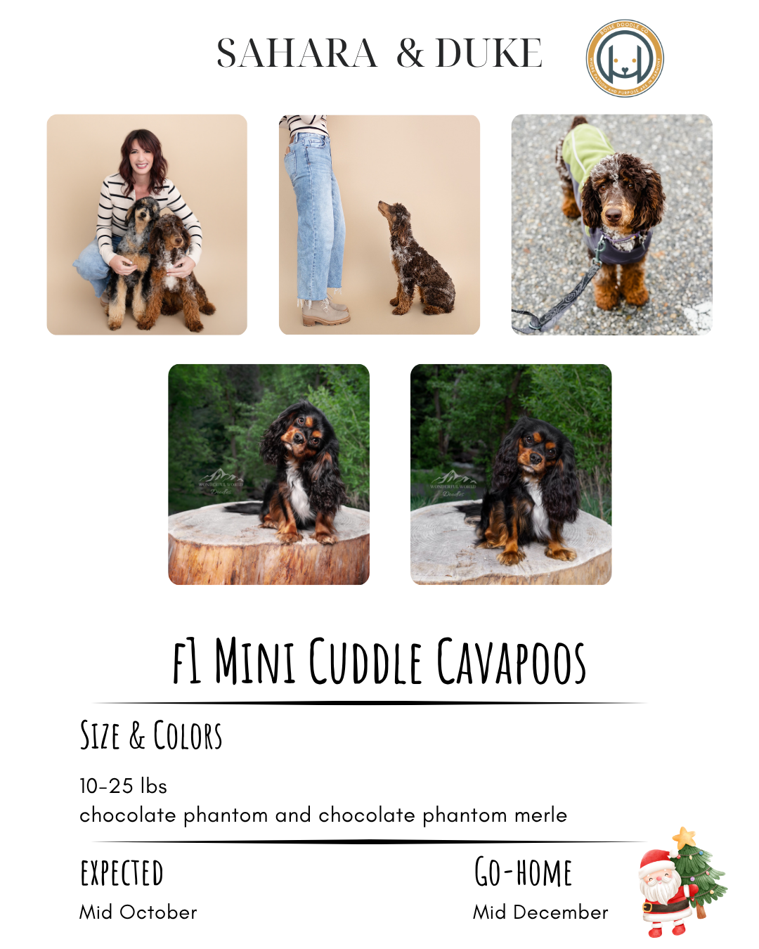 A promotional flyer with photos of Dachshund dogs and puppies, including a woman with puppies, a dog on a leash, two puppies outdoors, and a cartoon Santa Claus and Christmas tree at the bottom right. The flyer is titled 'Sahara & Duke' and describes