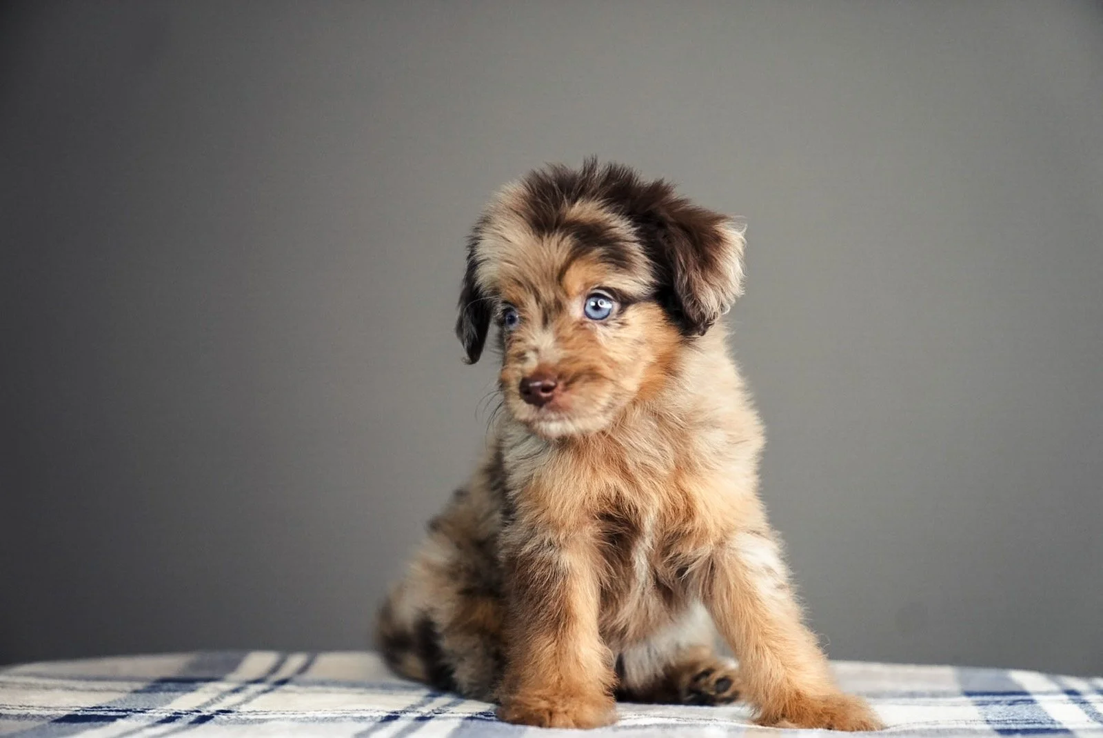 Cute brown and black puppy with blue eyes sitting on a checkered blanket against a gray background.