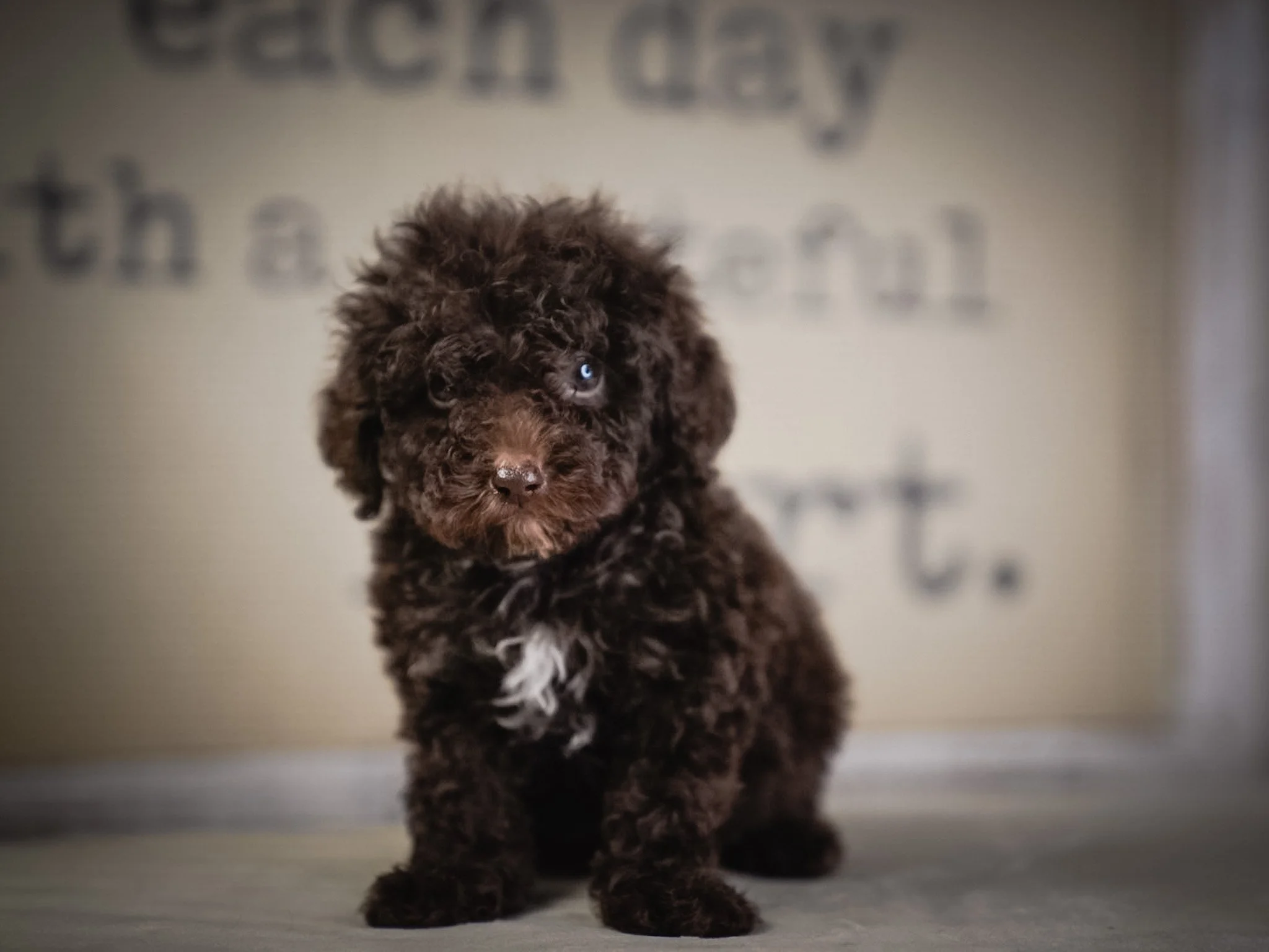 A small brown puppy with curly fur lying on a furry blanket against a plain background.