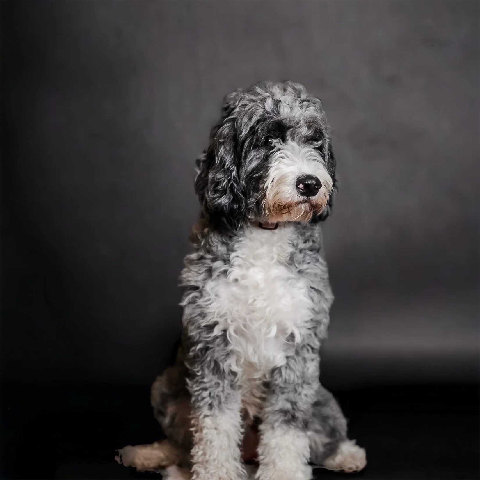 A black and white curly-haired puppy sitting against a dark gray background.