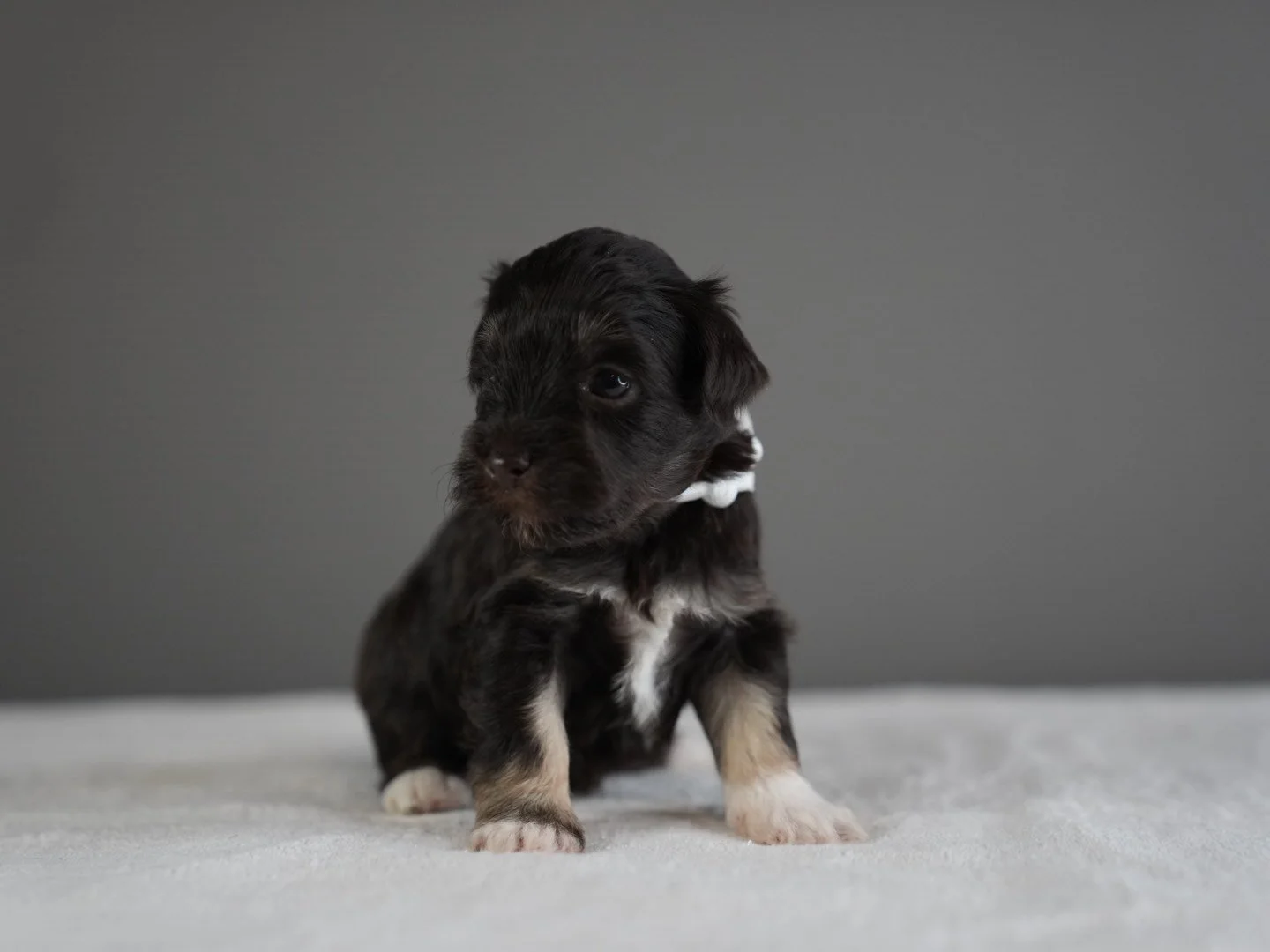 A young black and white puppy sitting on a light-colored surface against a gray background.