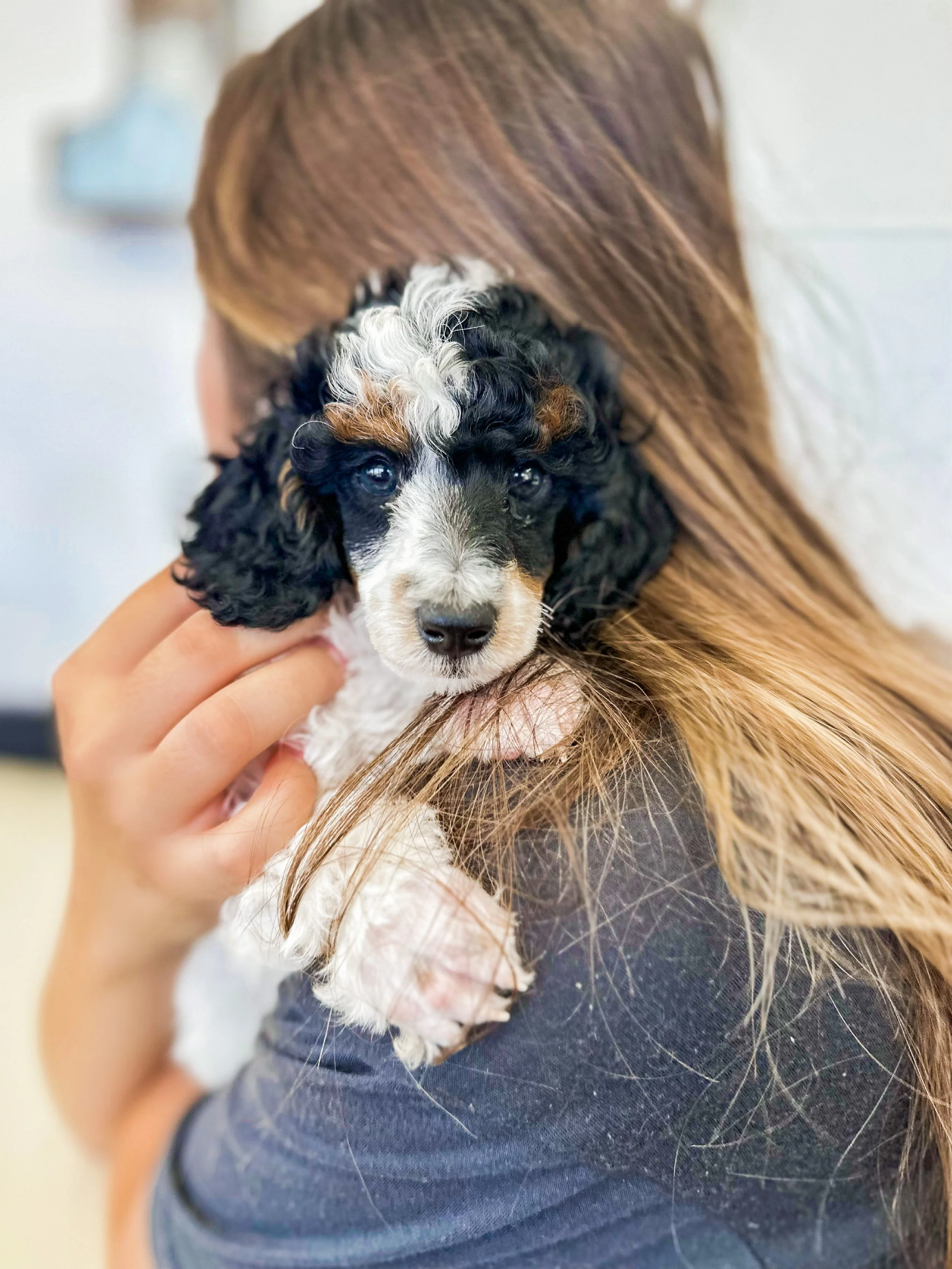 Person holding a small, curly-haired black, white, and brown puppy with blue eyes