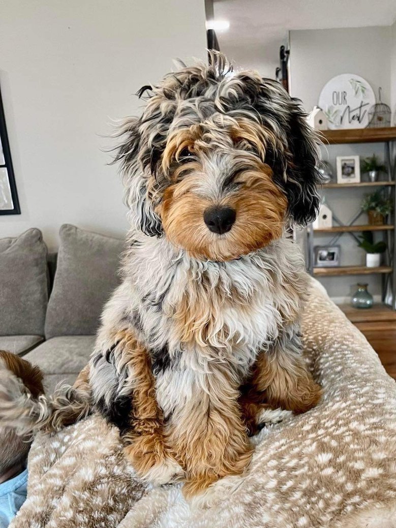Harnessing Aussiedoodle Intelligence: Training and Activities in Boise That Your Dog Will Love