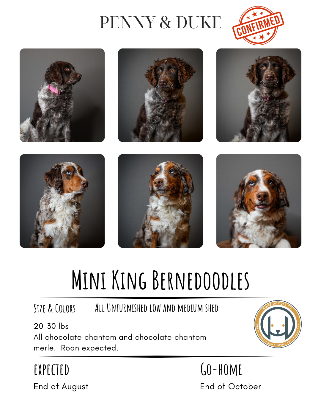 Advertisement for Mini King Bernedoodles featuring six photos of dogs with various brown and white fur patterns on a gray background, a red 'Confirmed' stamp, and a logo. Text details size, color, weight, coat, and timeline for expected and-go-home d