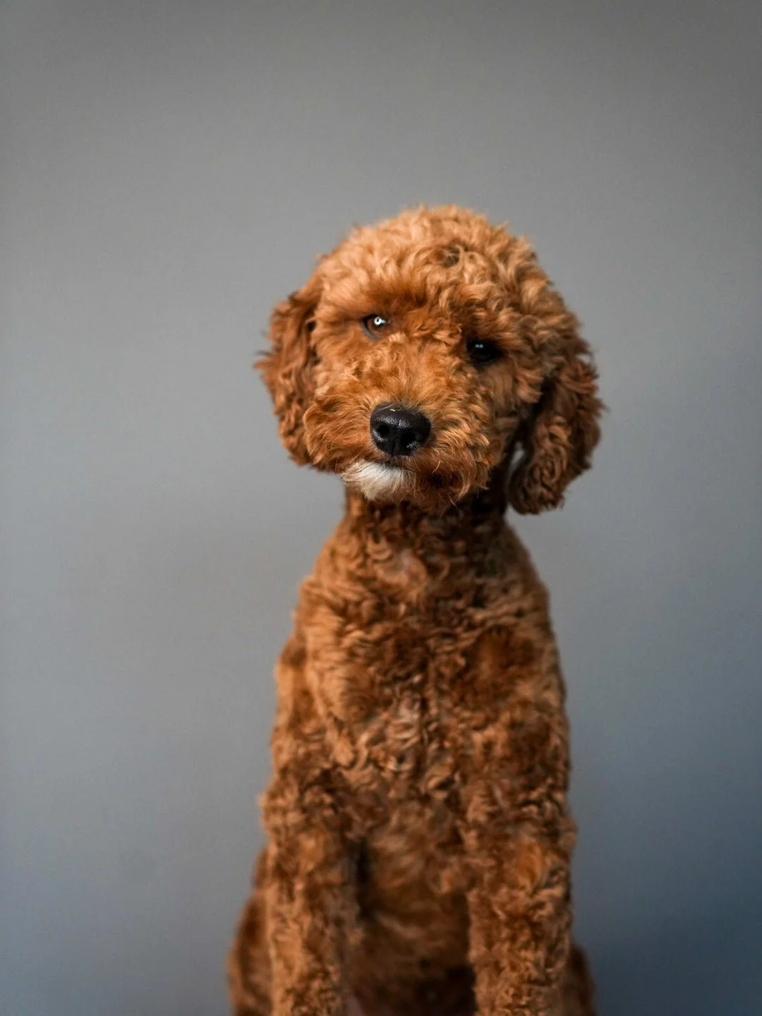 A cute, curly-haired brown poodle puppy sitting against a gray background.