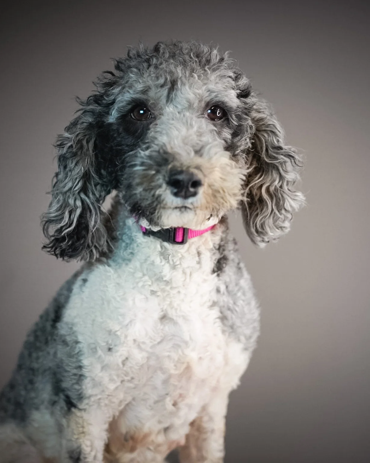 Close-up of a curly-haired dog with black and white fur, wearing a pink collar, sitting against a neutral gray background.