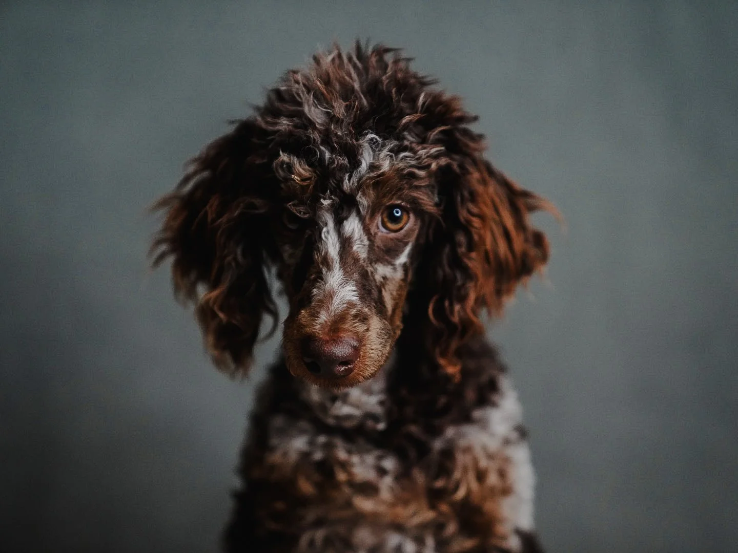Close-up of a brown and white spotted puppy with curly ears and amber eyes, looking directly at the camera against a gray background.