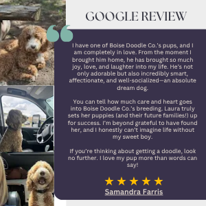 Google review featuring a photo of a small, fluffy, brown and white dog with curly fur. The review expresses love and affection for Boise Doodle Co., highlighting their care and heartwarming environment for puppies.