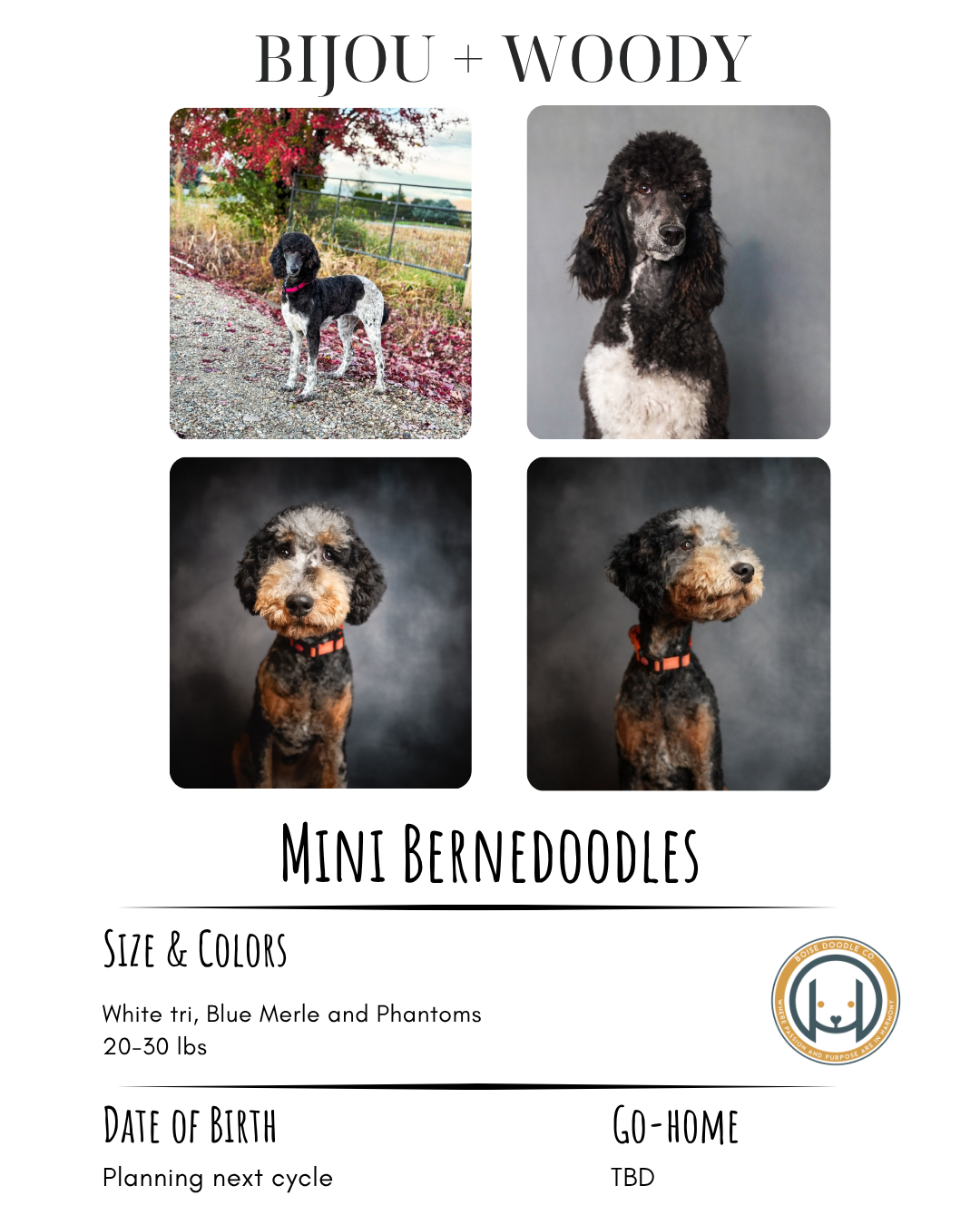 Poster for Mini Bernedoodles featuring four dog photos, details on size, colors, and a logo at the bottom right.
