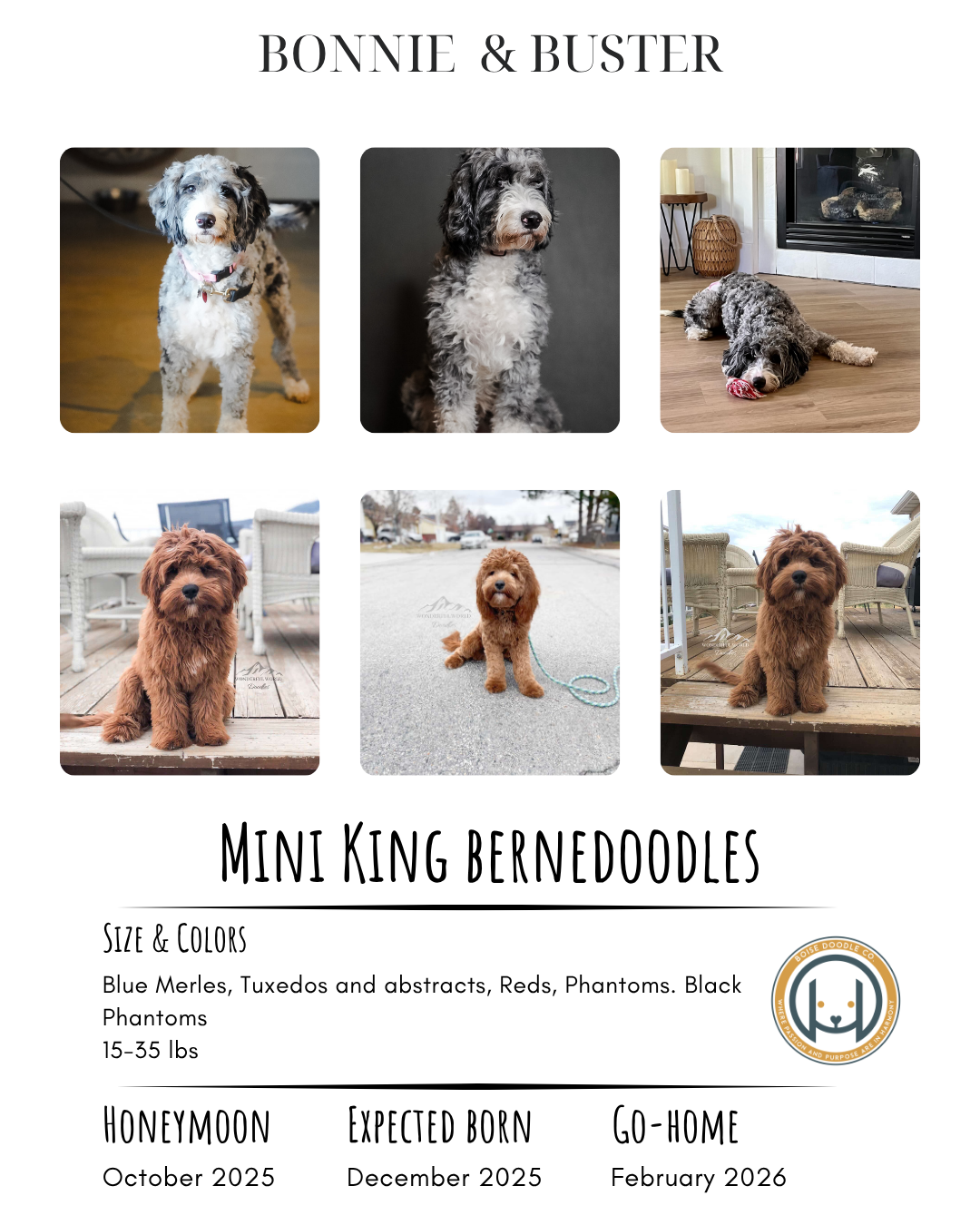 A collage featuring five photos of Mini King Bernedoodles puppies in various settings, with a decorative title and details about the breed and upcoming events.