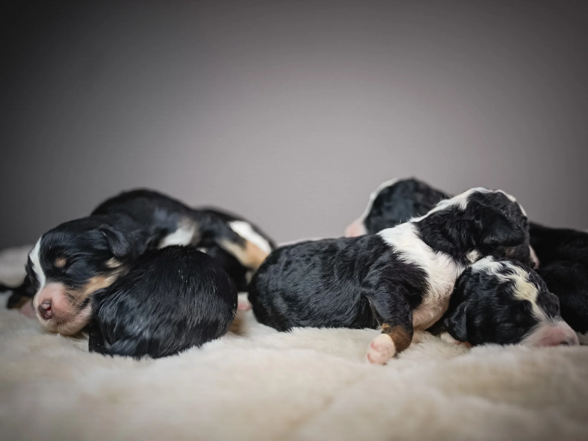 Several black and white puppies sleeping on a soft surface.