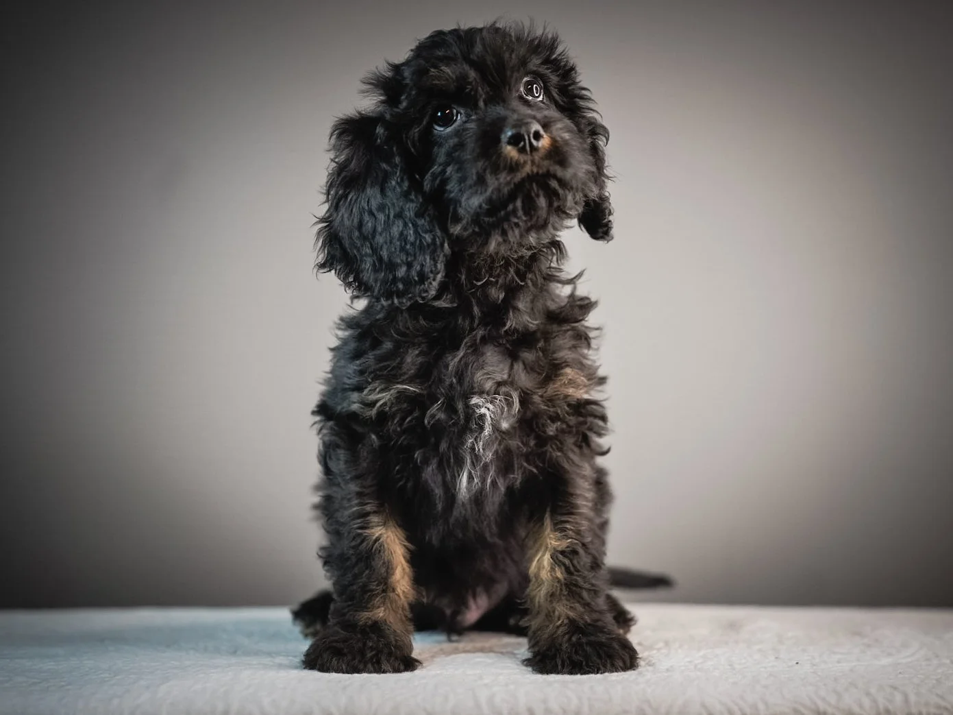 A black and gray fluffy puppy sitting on a white surface against a gray background.