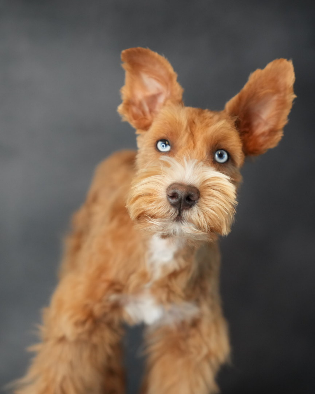 Infographic about Bailey Boy, a mini schnauzer puppy by Boise Doodle Co. Features a photo of Bailey Boy with blue eyes and fur color, contact details for Laura Harris, and additional photos of Bailey Boy with different expressions, with a Forest-themed logo for 'Furever Wild' at the bottom.