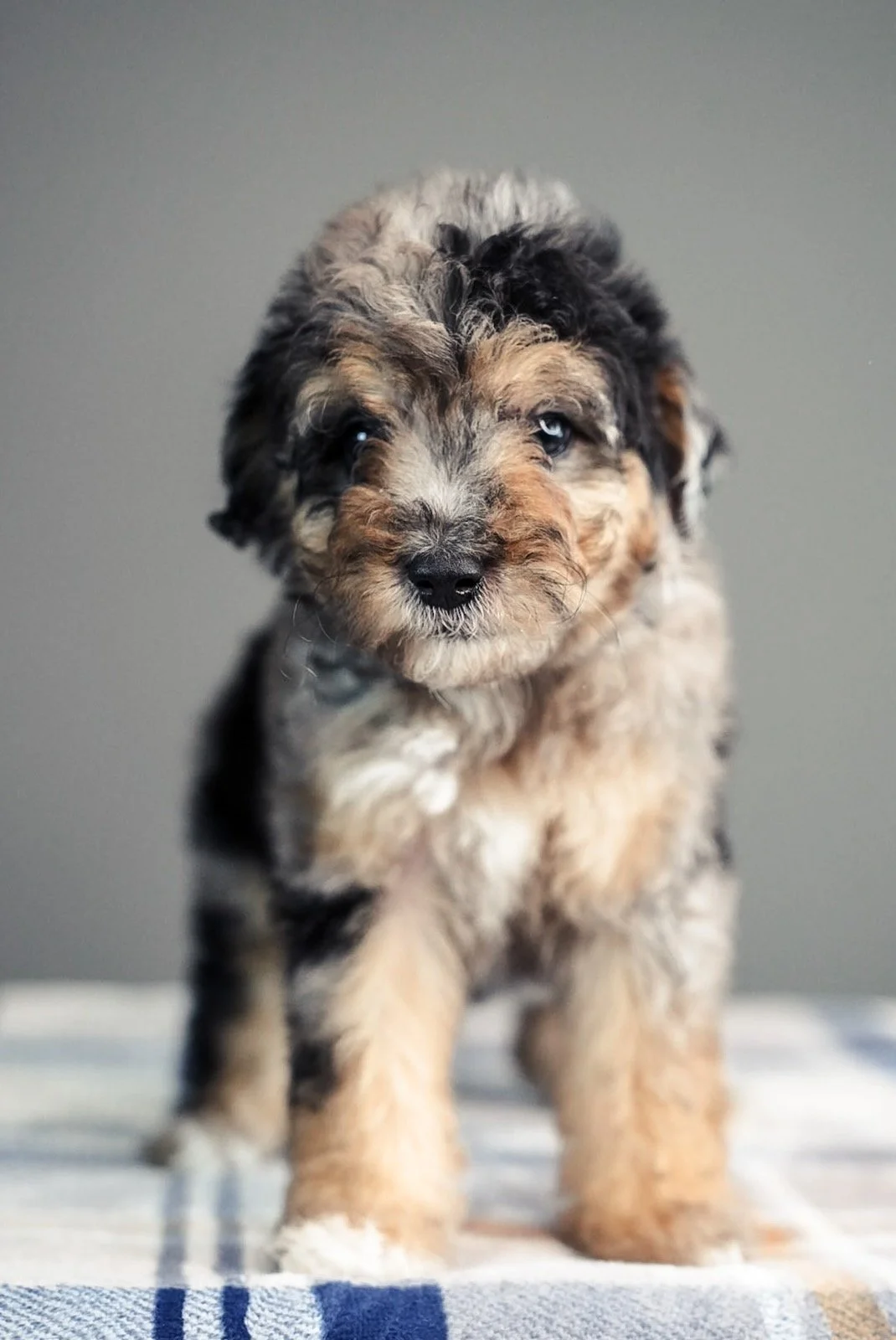 A cute puppy with a multicolored, curly coat and blue eyes standing on a checkered surface against a plain gray background.
