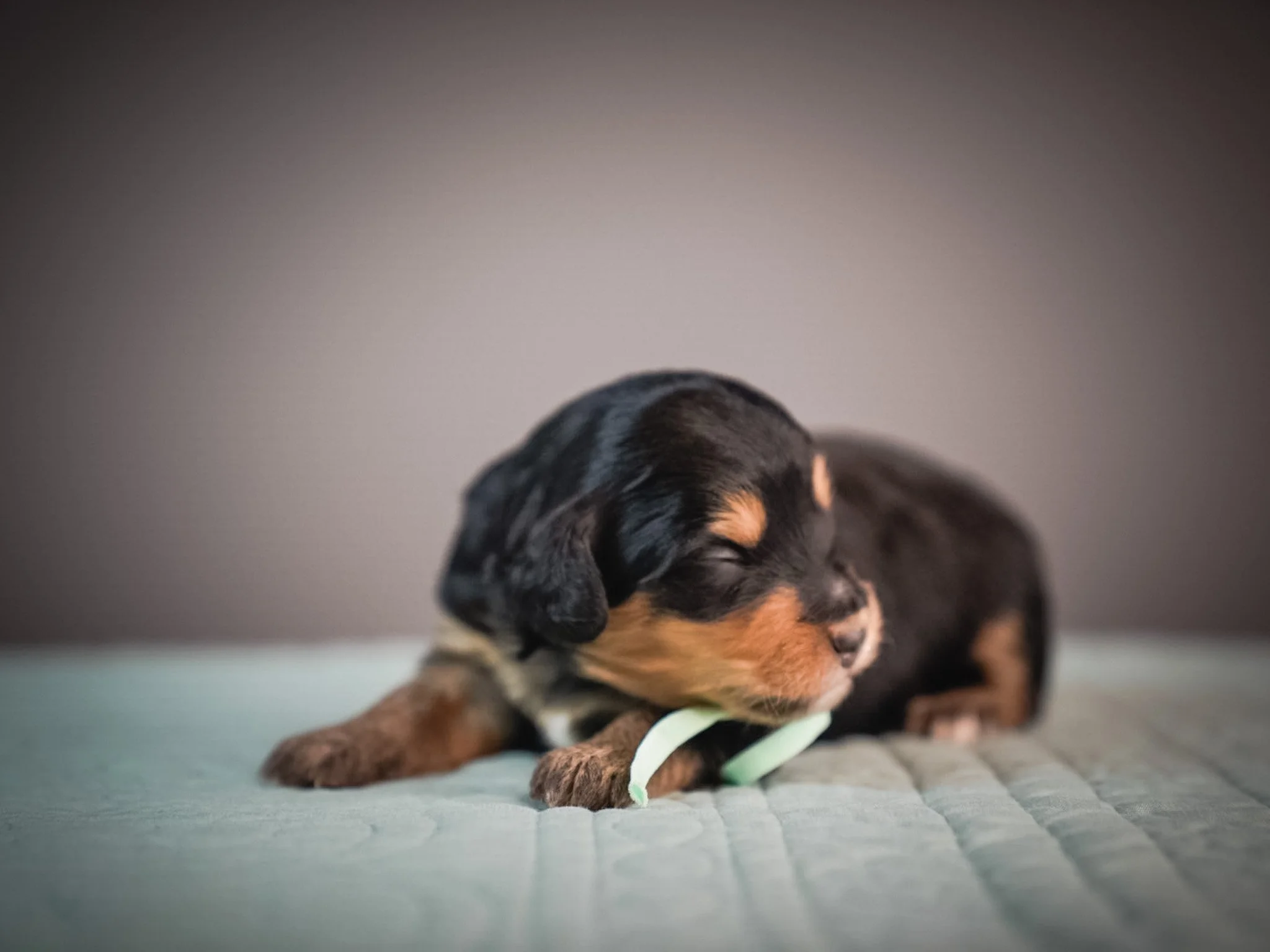 A black and tan puppy lying on a soft green surface with a small light green ribbon in its mouth.