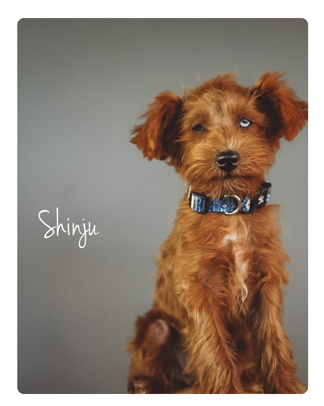F1 intense red schnoodle male
