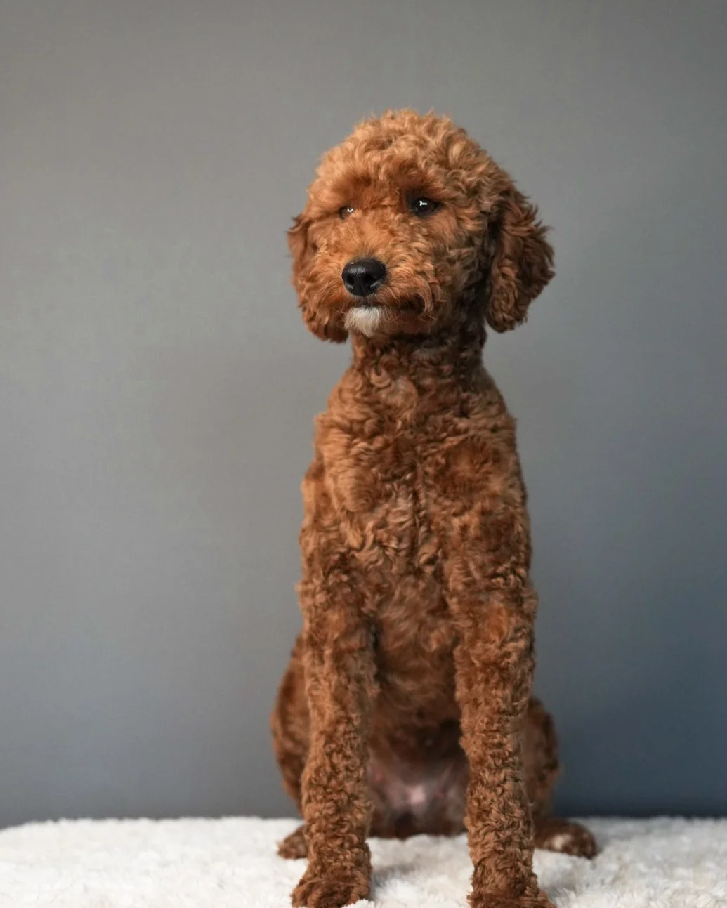 A brown, curly-haired dog sitting on a white surface against a gray background.