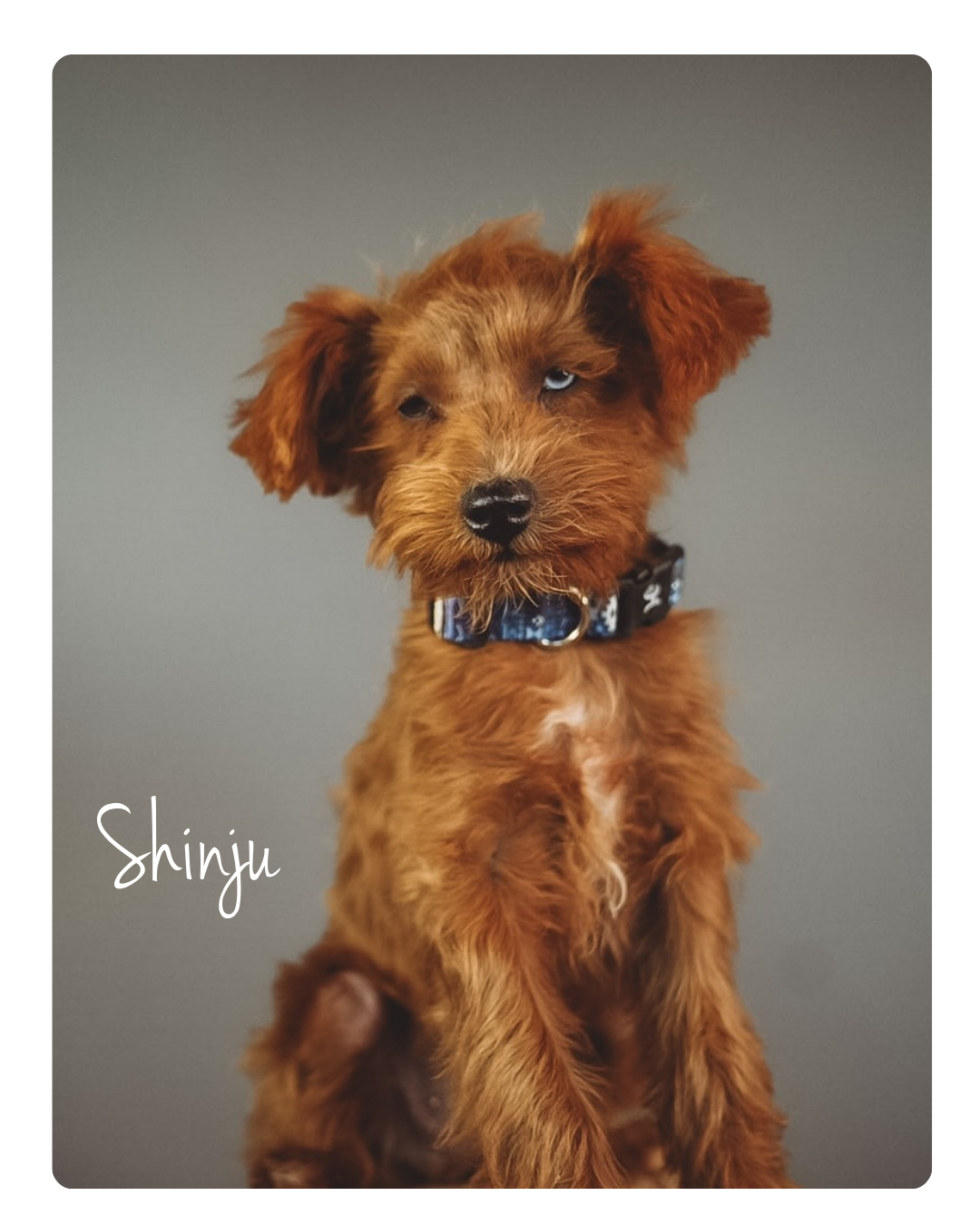 F1 intense red schnoodle male