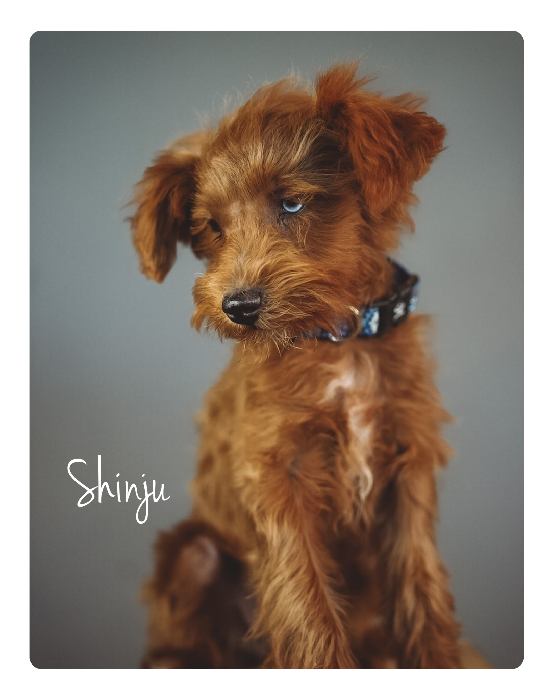 F1 intense red schnoodle male