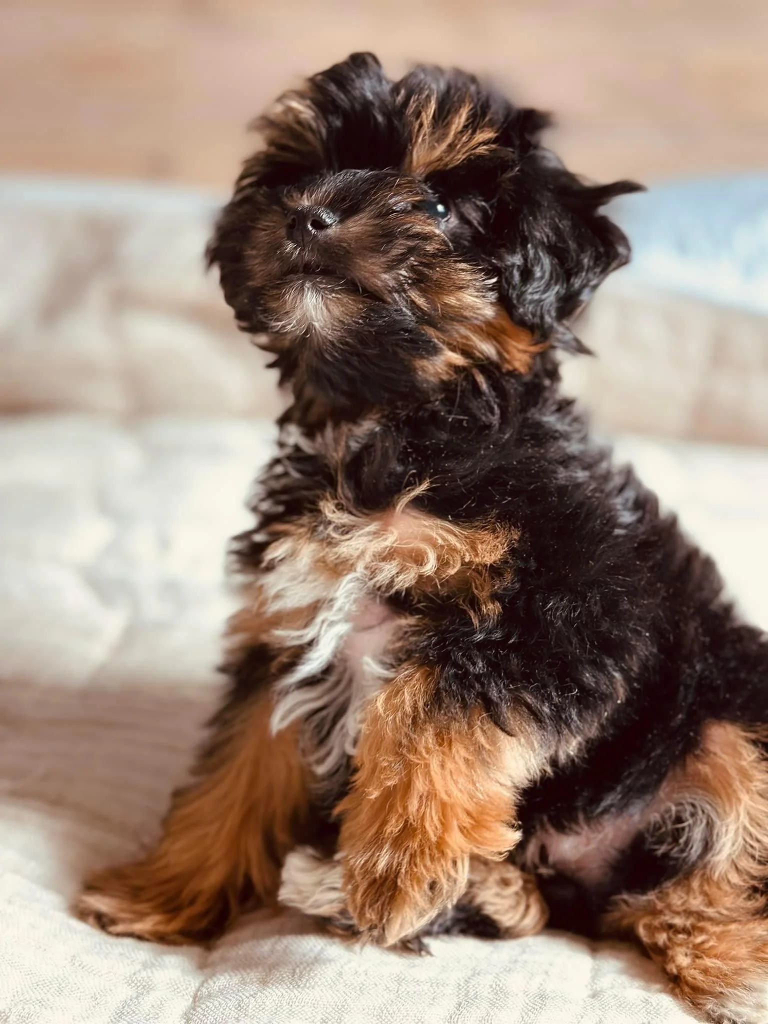 Schnoodle Puppy Boise, Idaho