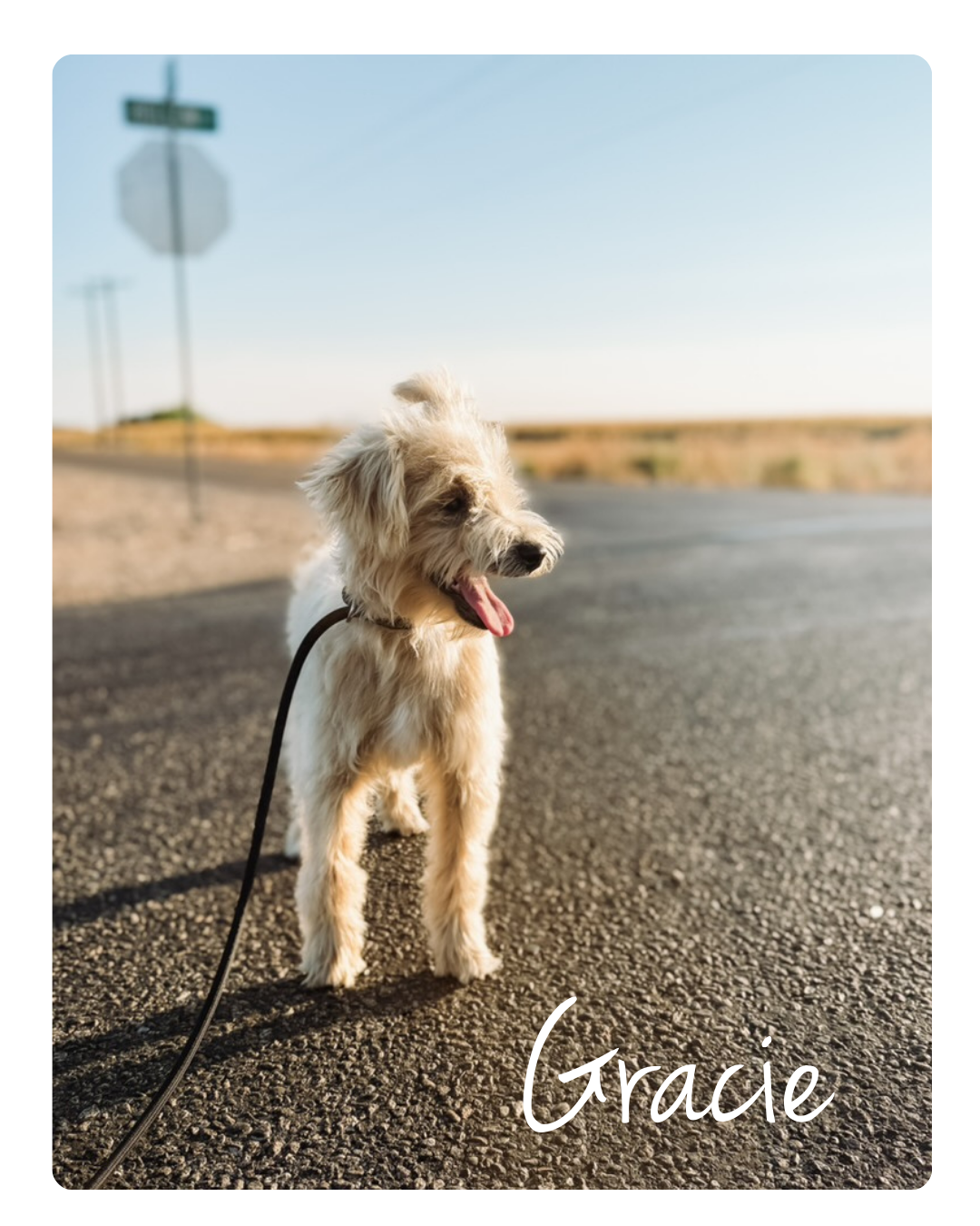 F1 Cream Toy Schnoodle Female