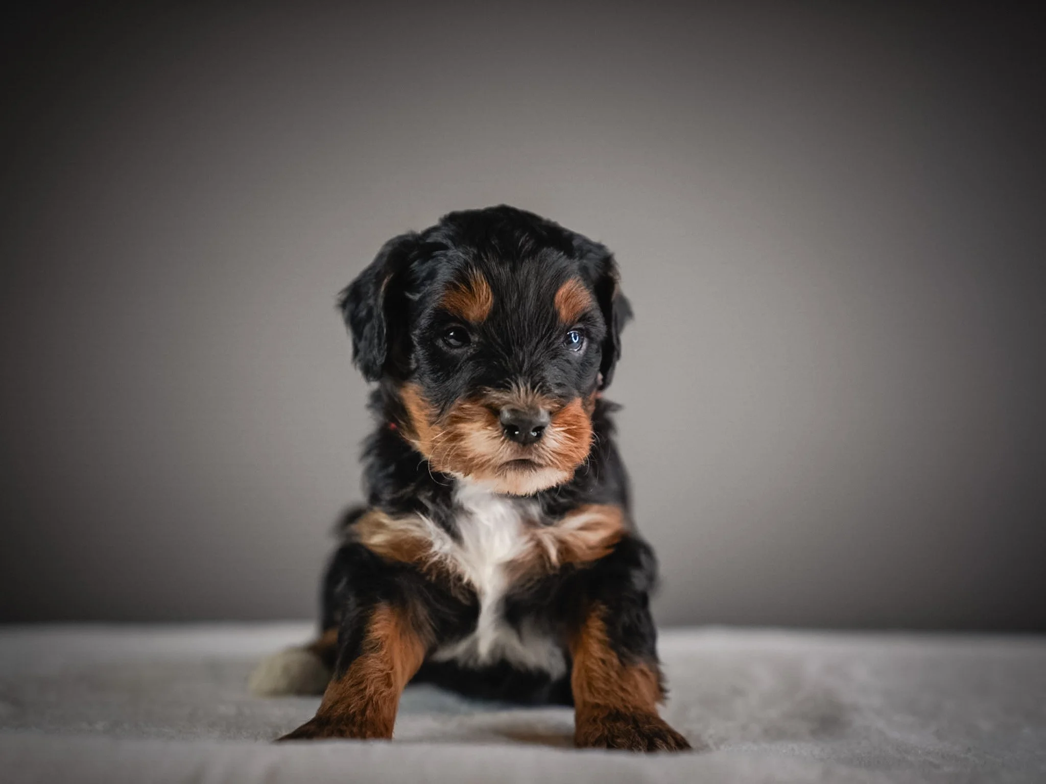 Adorable black and tan puppy sitting on a soft surface against a neutral background.
