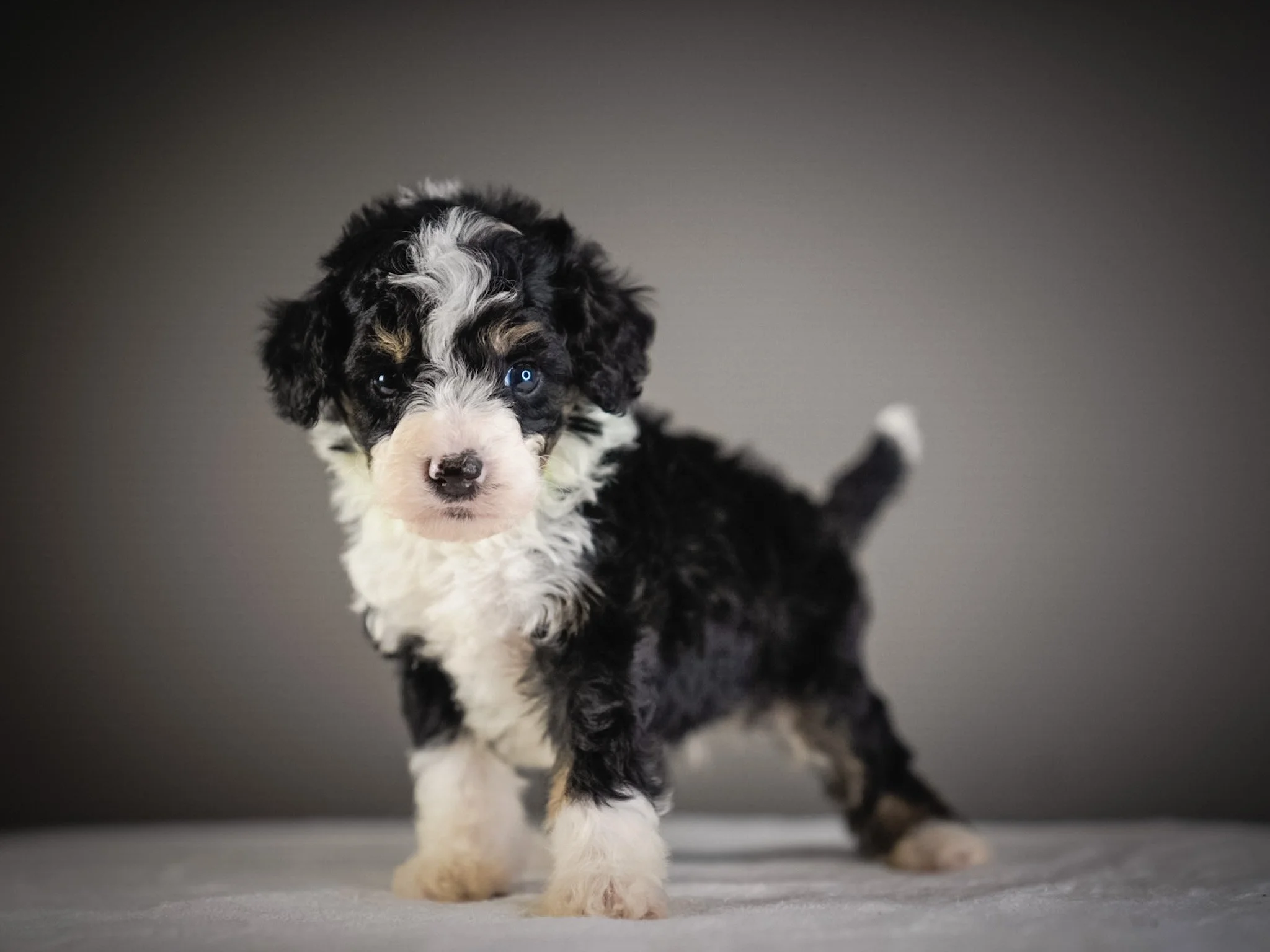 Cute black, white, and tan Bernedoodle puppy with one blue eye standing on a gray surface against a dark gray background.