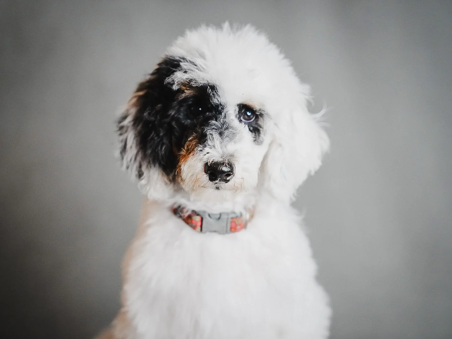 A fluffy white and black Australian Shepherd puppy with blue eyes, wearing a red collar with a gray buckle, standing against a gray background.