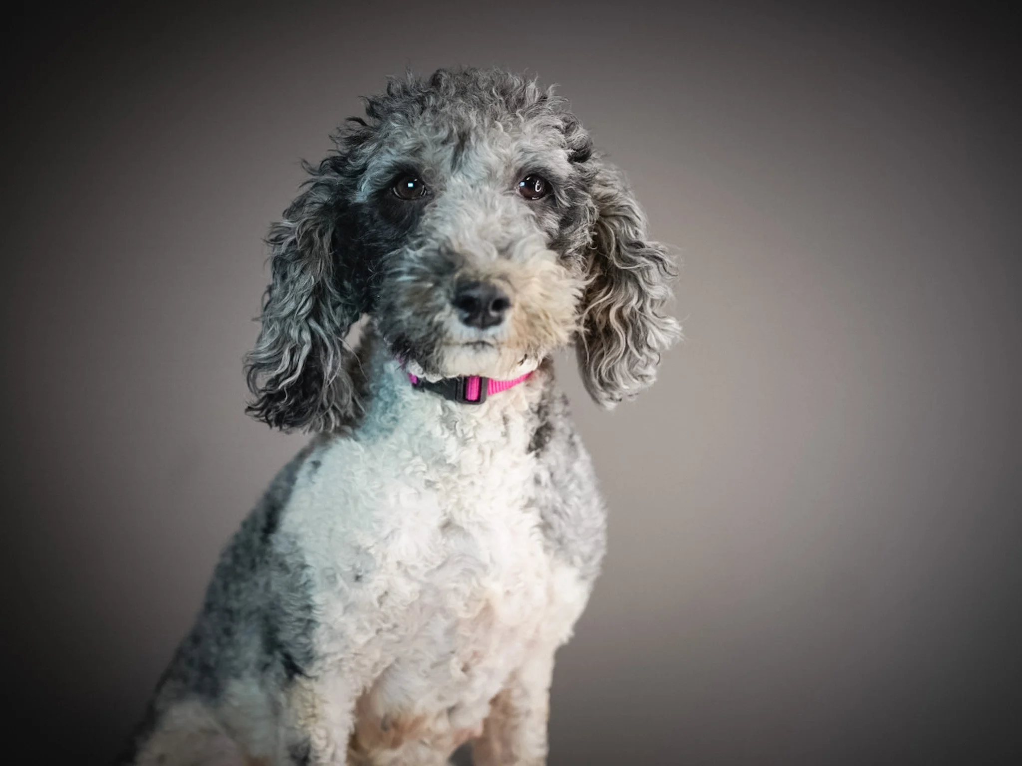A cute dog with curly gray, black, and white fur wearing a pink collar, sitting against a plain gray background.