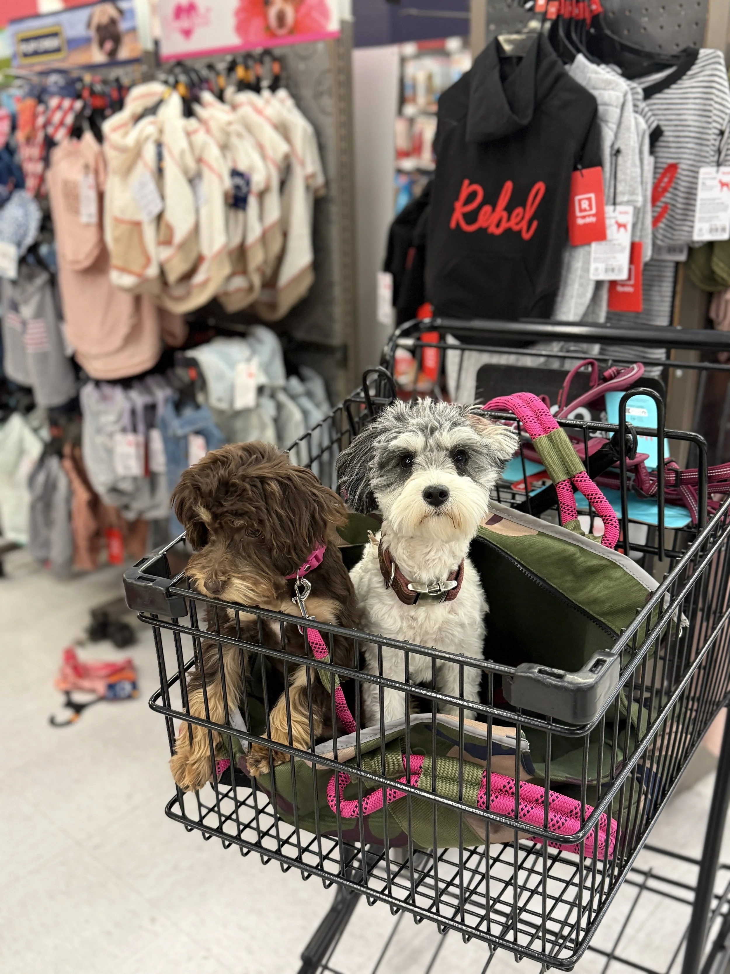 Two puppies sitting in the shopping cart of a pet store, surrounded by clothing and accessories for dogs.