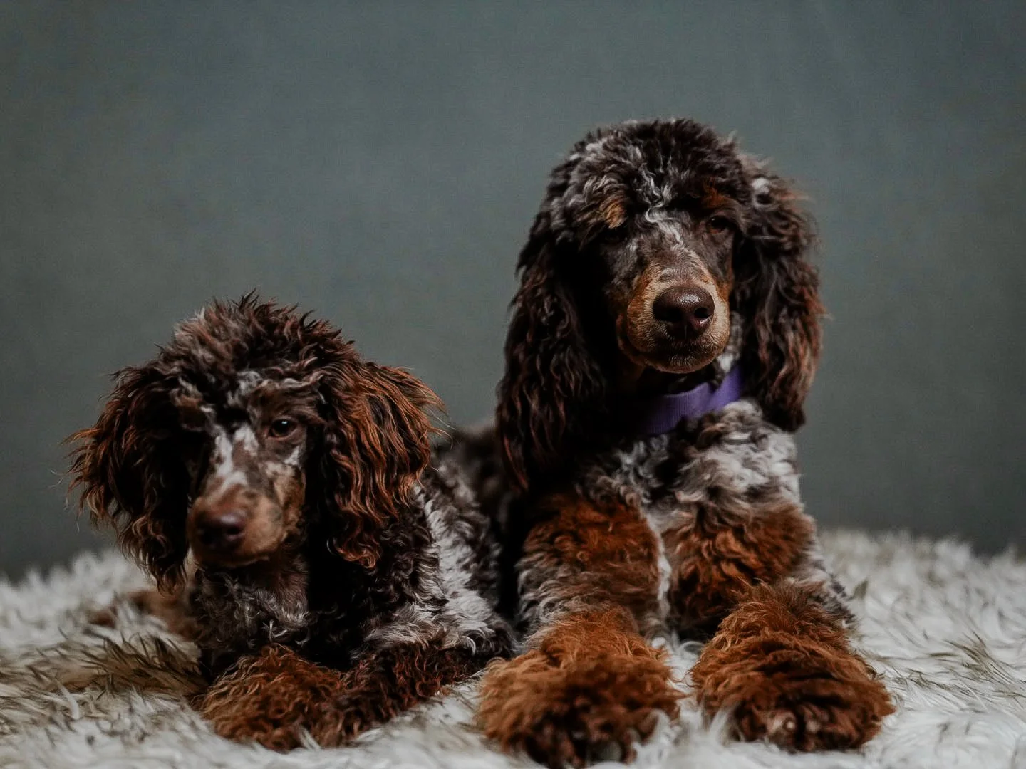 Two English Cocker Spaniel puppies with brown, black, and white curly fur lying on a white fluffy rug against a dark gray background.
