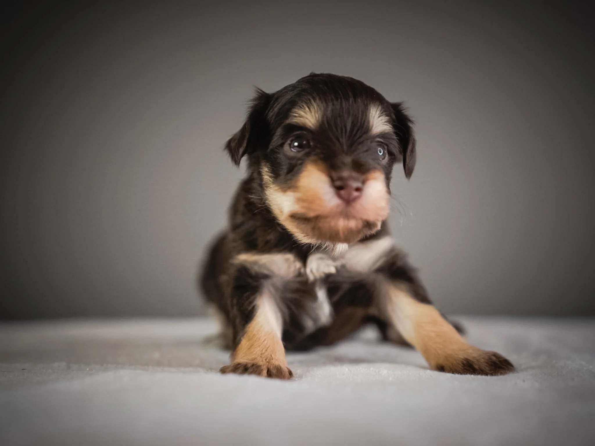 Close-up of a adorable black and tan puppy with fluffy fur on a neutral background.