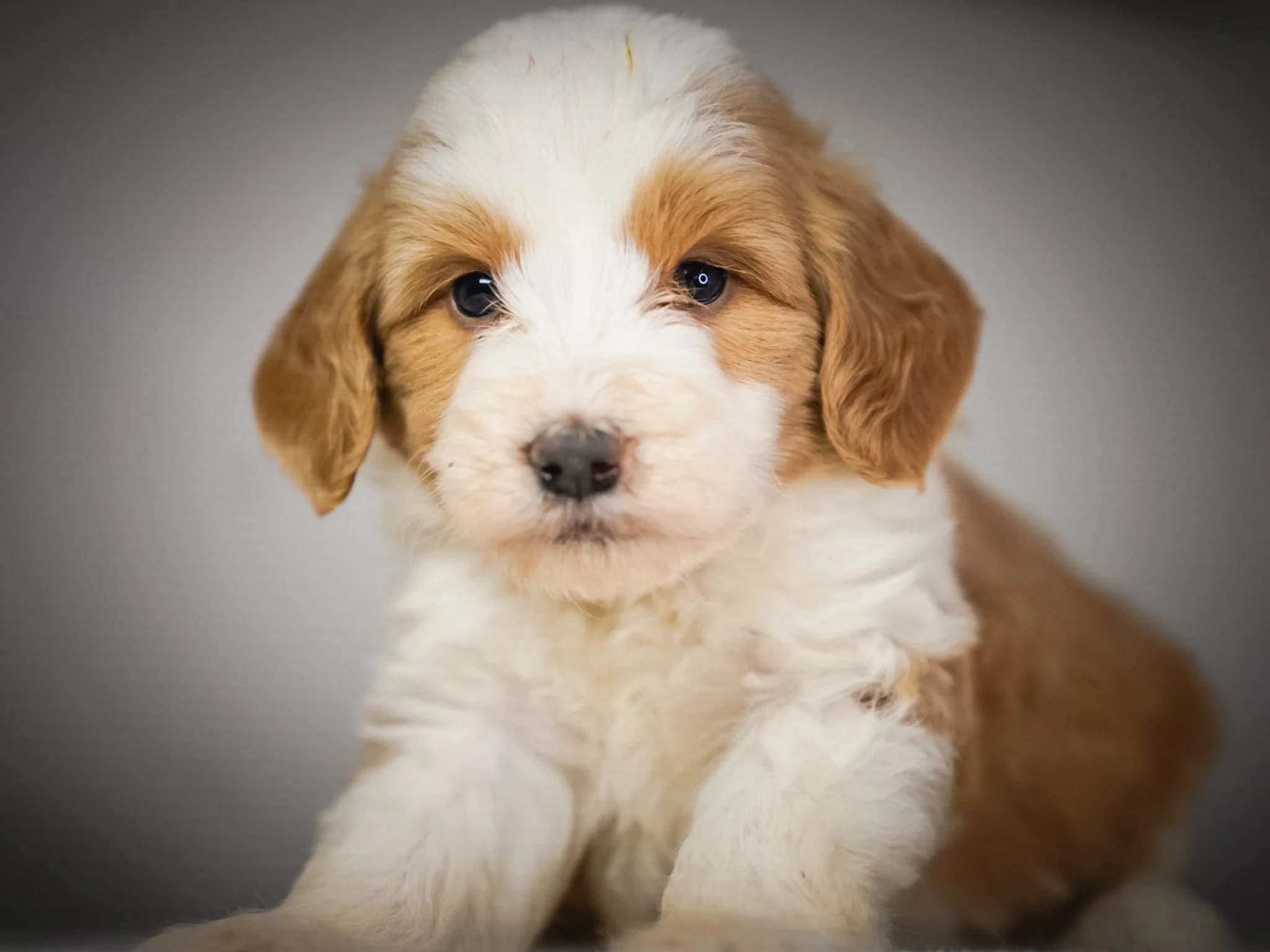 A small black and white puppy is sleeping on a fluffy white blanket.
