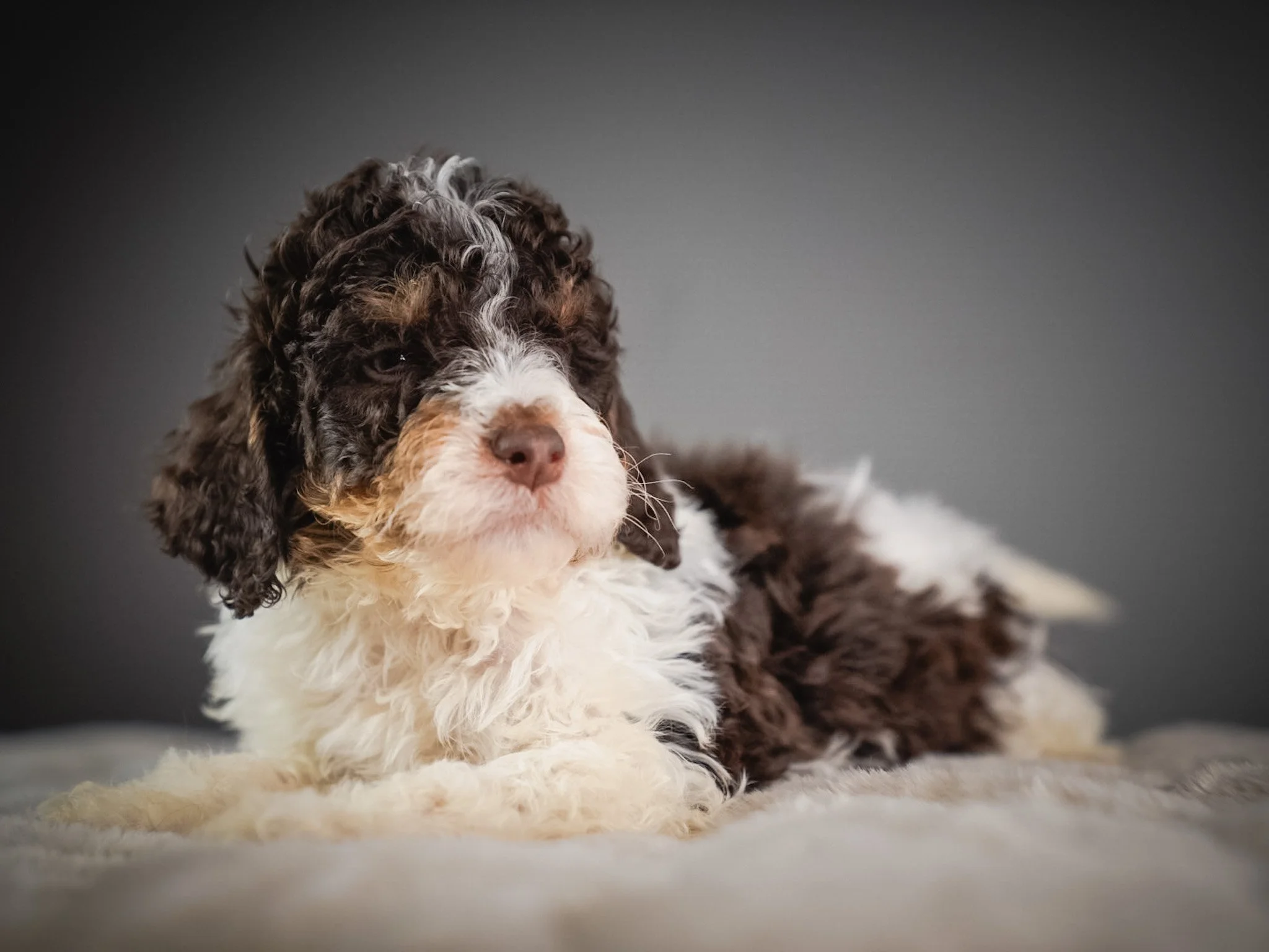 Adorable brown, white, and black curly-coated puppy lying on a light-colored surface against a dark background.
